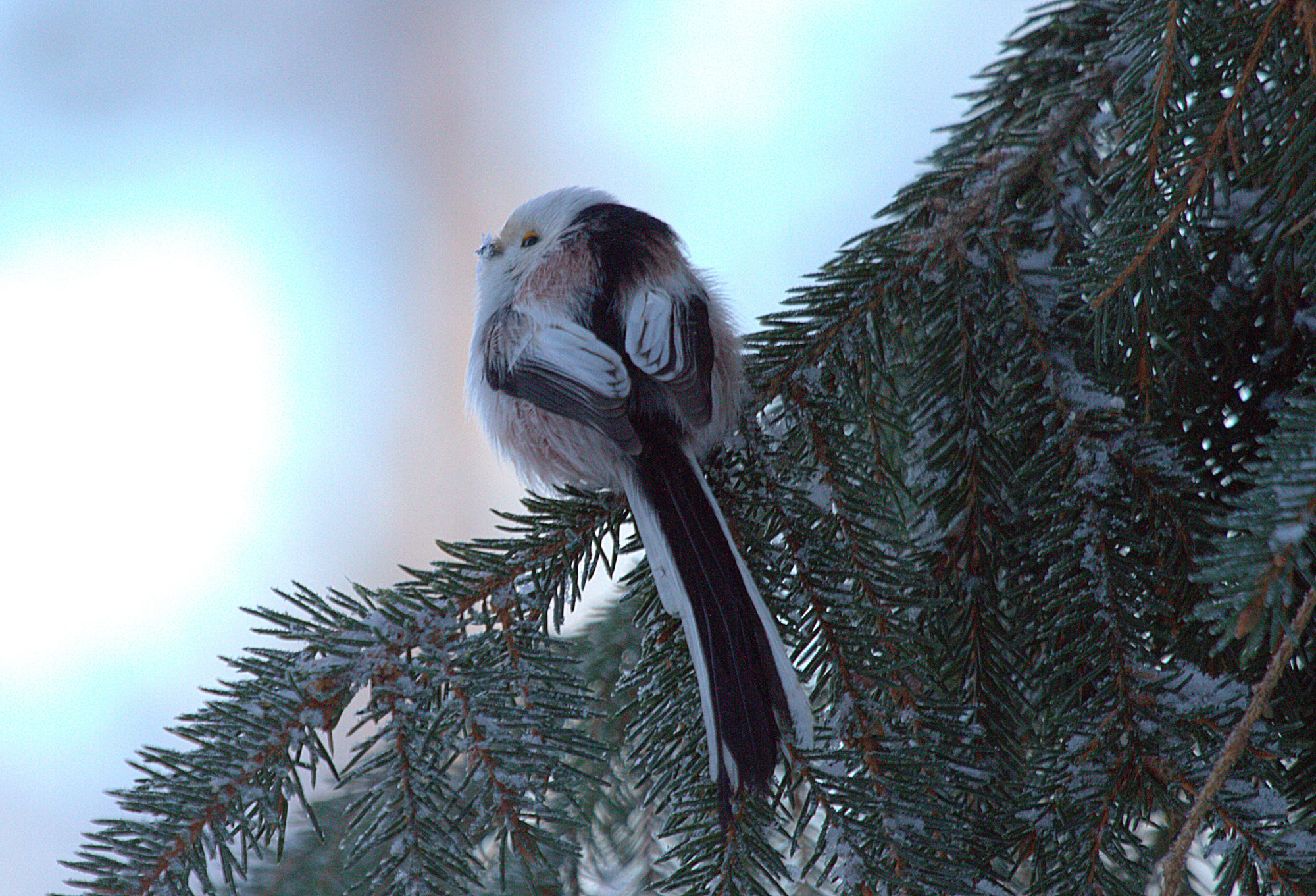Valokuvaaja: sirpa jyske