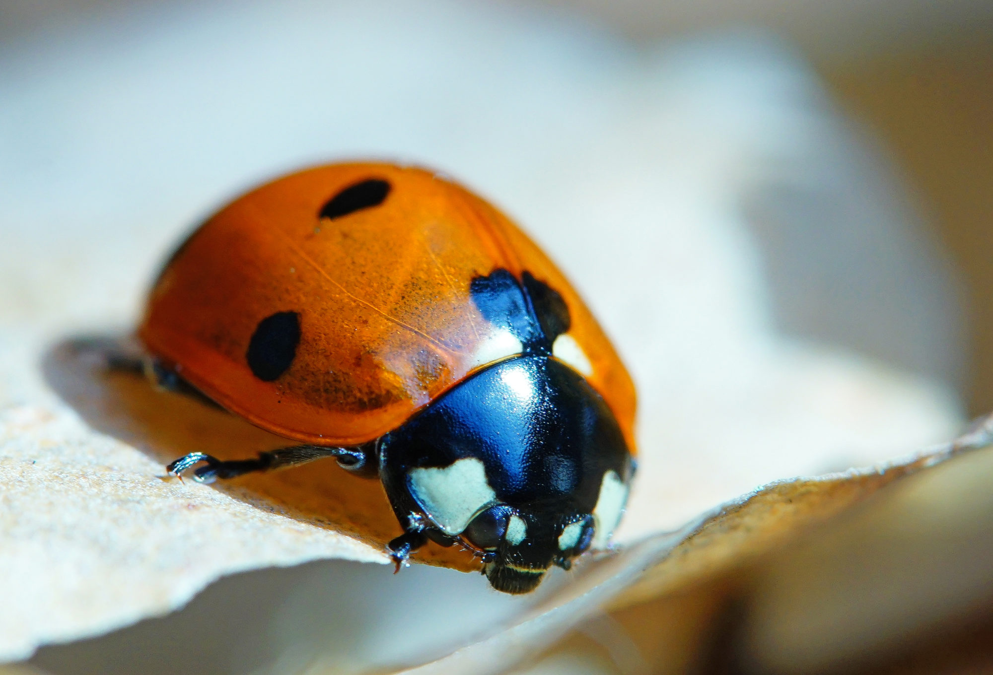 Valokuvaaja: Juhani Harkas