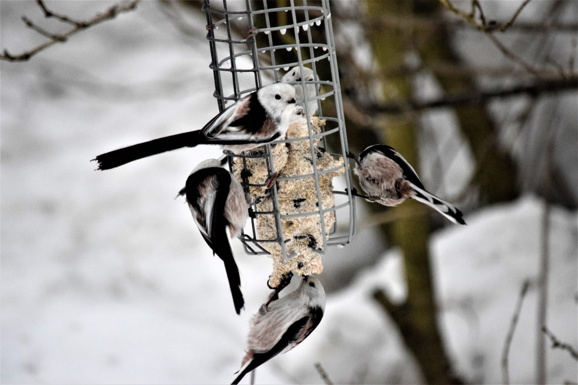 Valokuvaaja: Eetu Savolainen