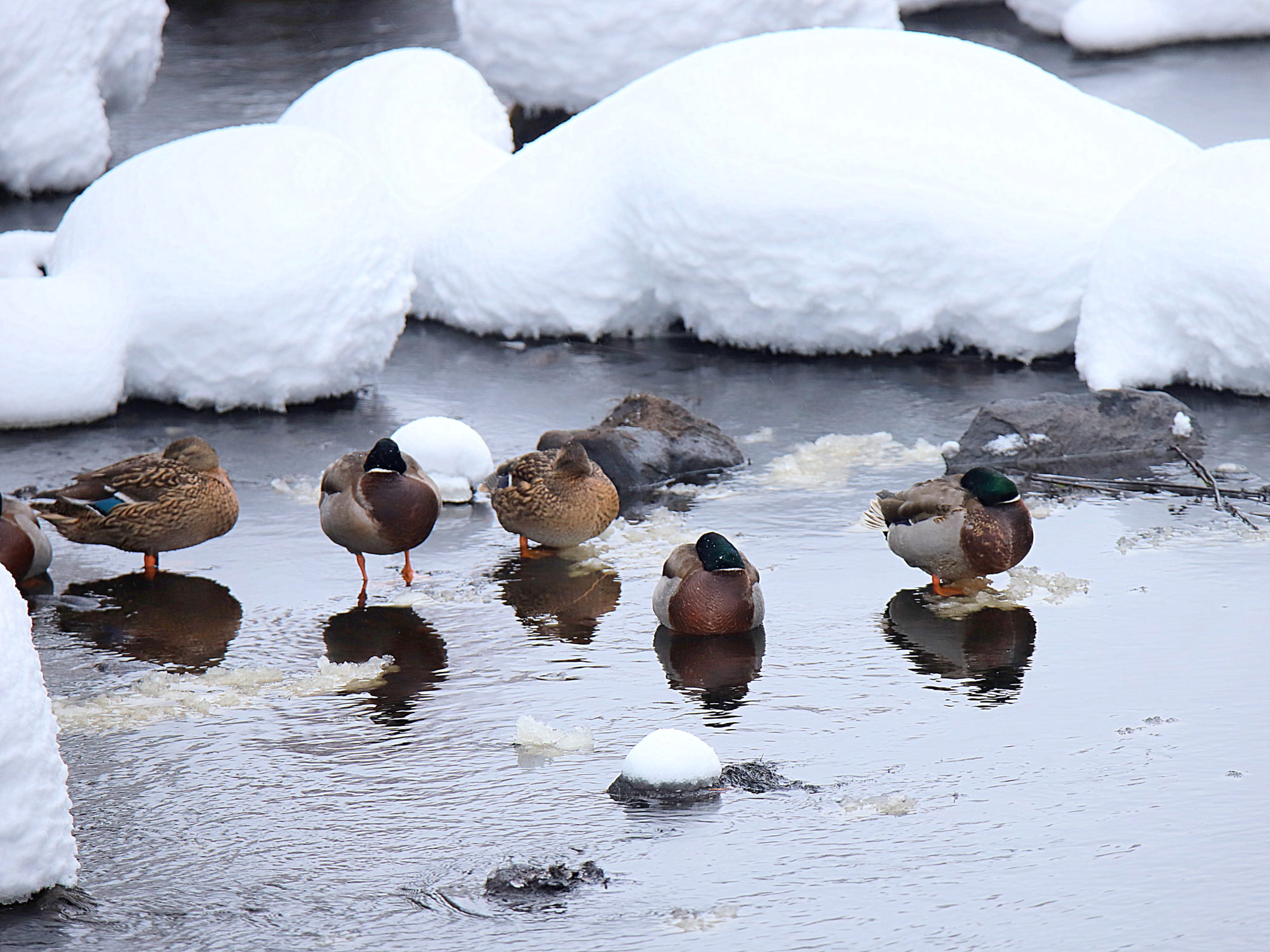 Valokuvaaja: sirpa jyske