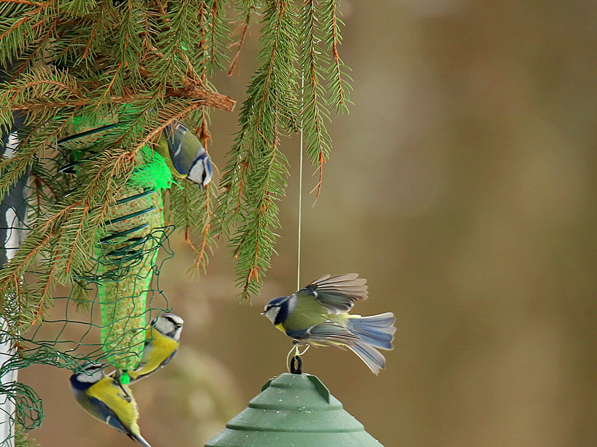 Valokuvaaja: sirpa jyske
