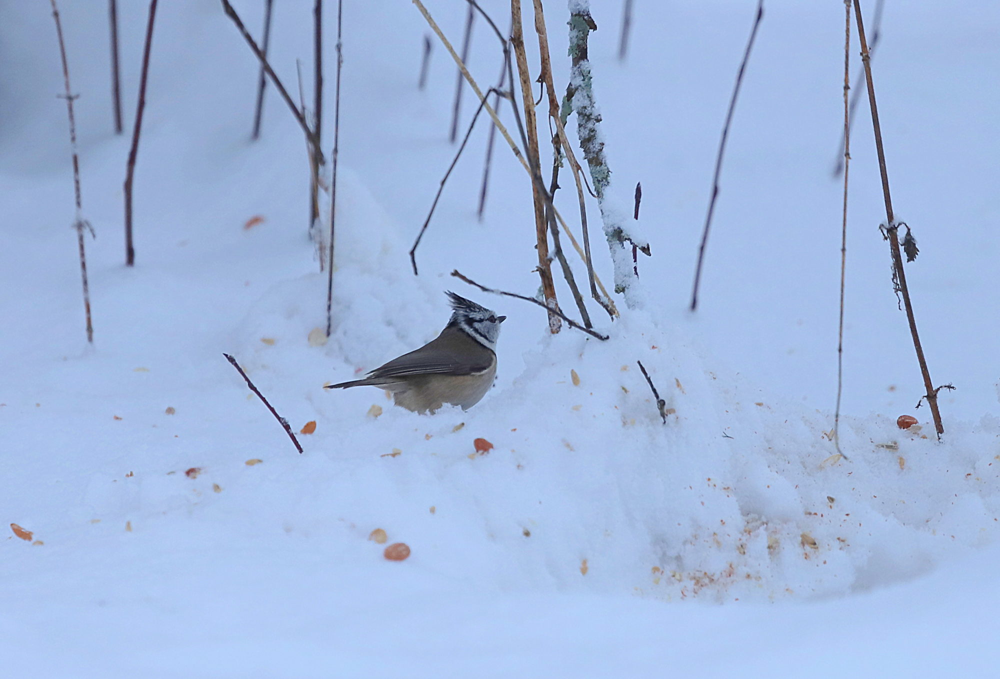Valokuvaaja: sirpa jyske