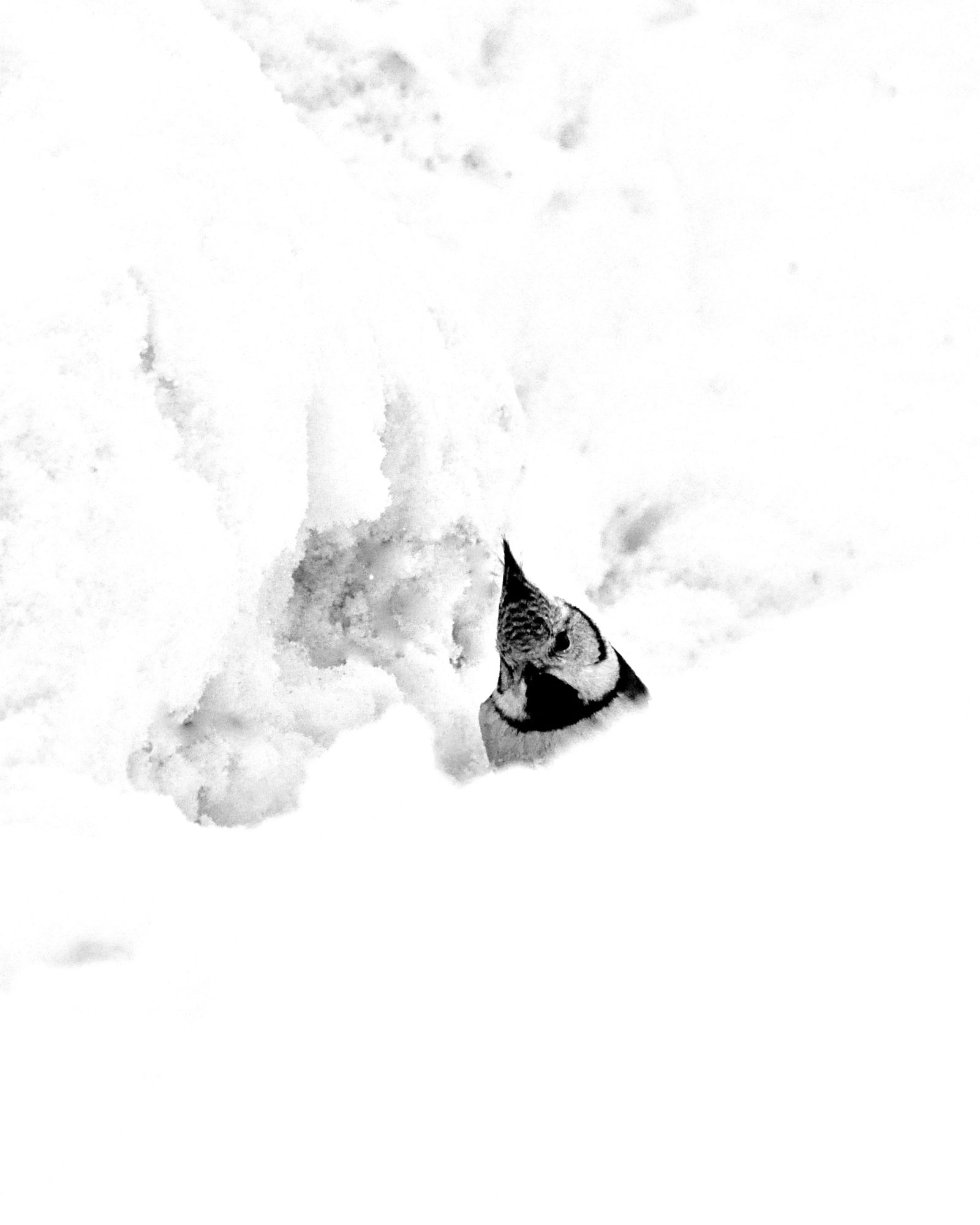 Valokuvaaja: Jenni Merilä