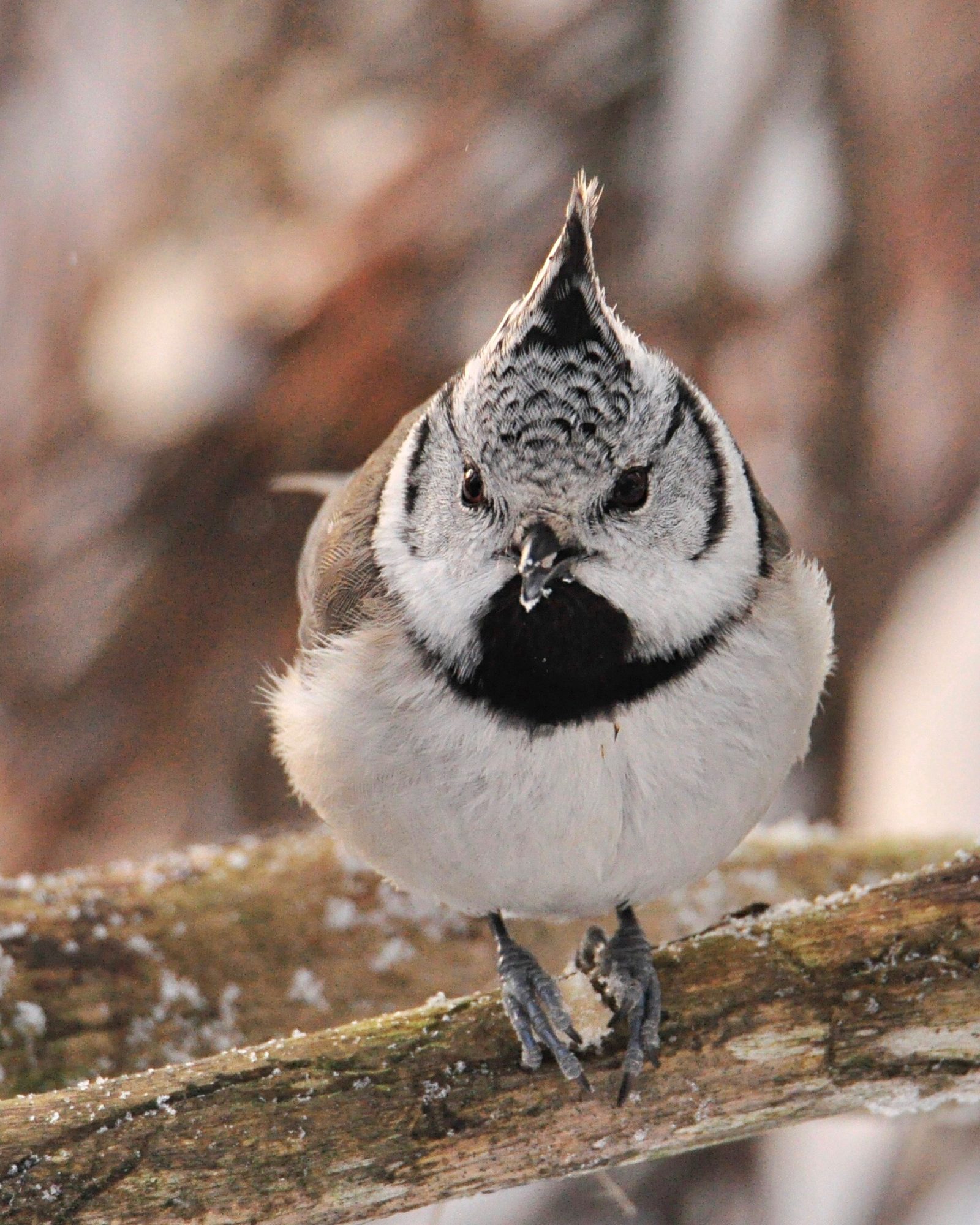 Valokuvaaja: Jenni Merilä