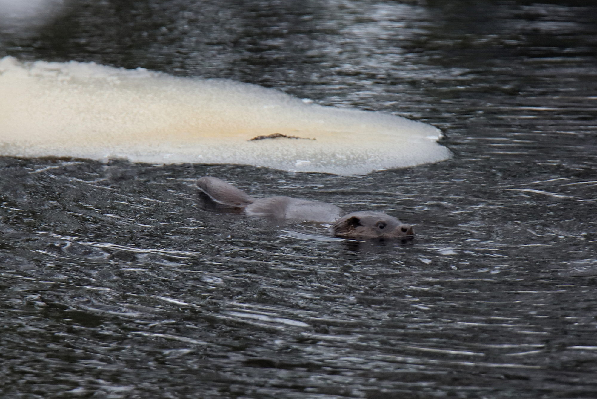Valokuvaaja: sirpa jyske
