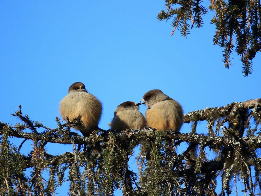 Valokuvaaja: Minna Kaan