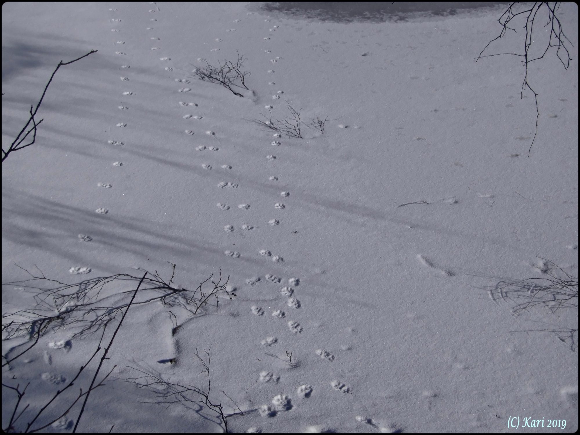 Valokuvaaja: Kari Saarinen