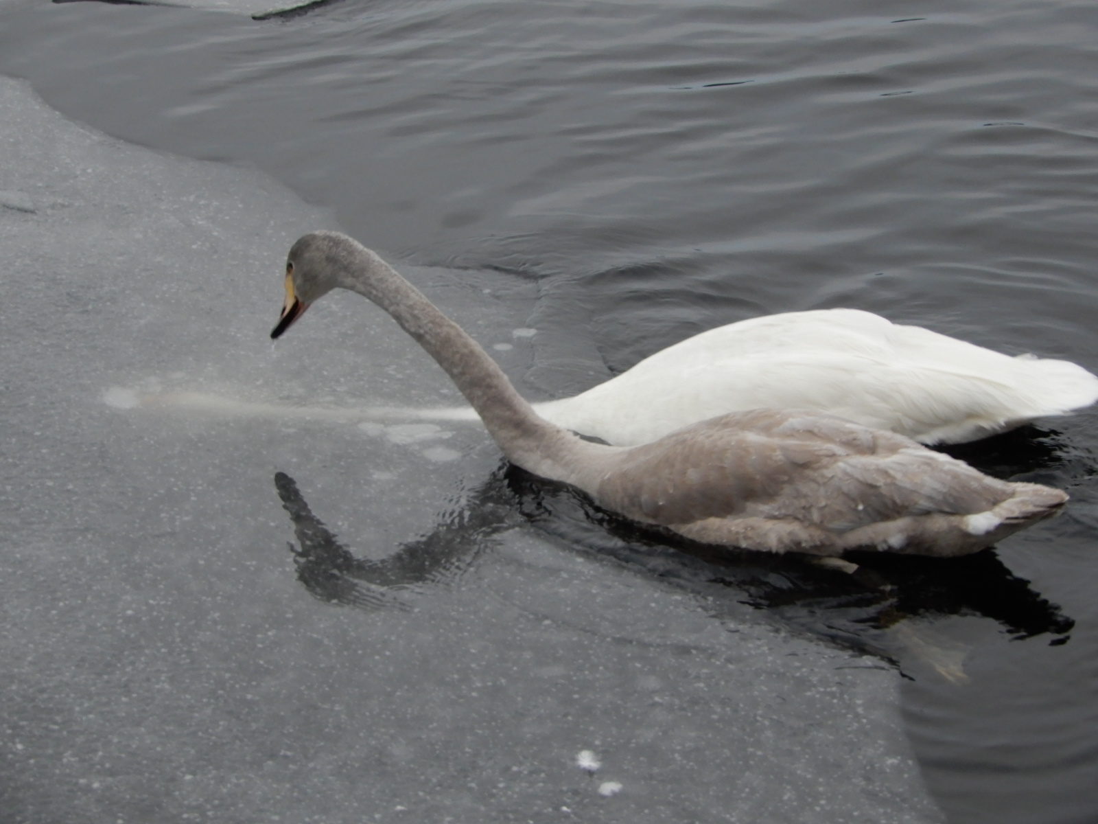 Valokuvaaja: Tarja. K. Dubee