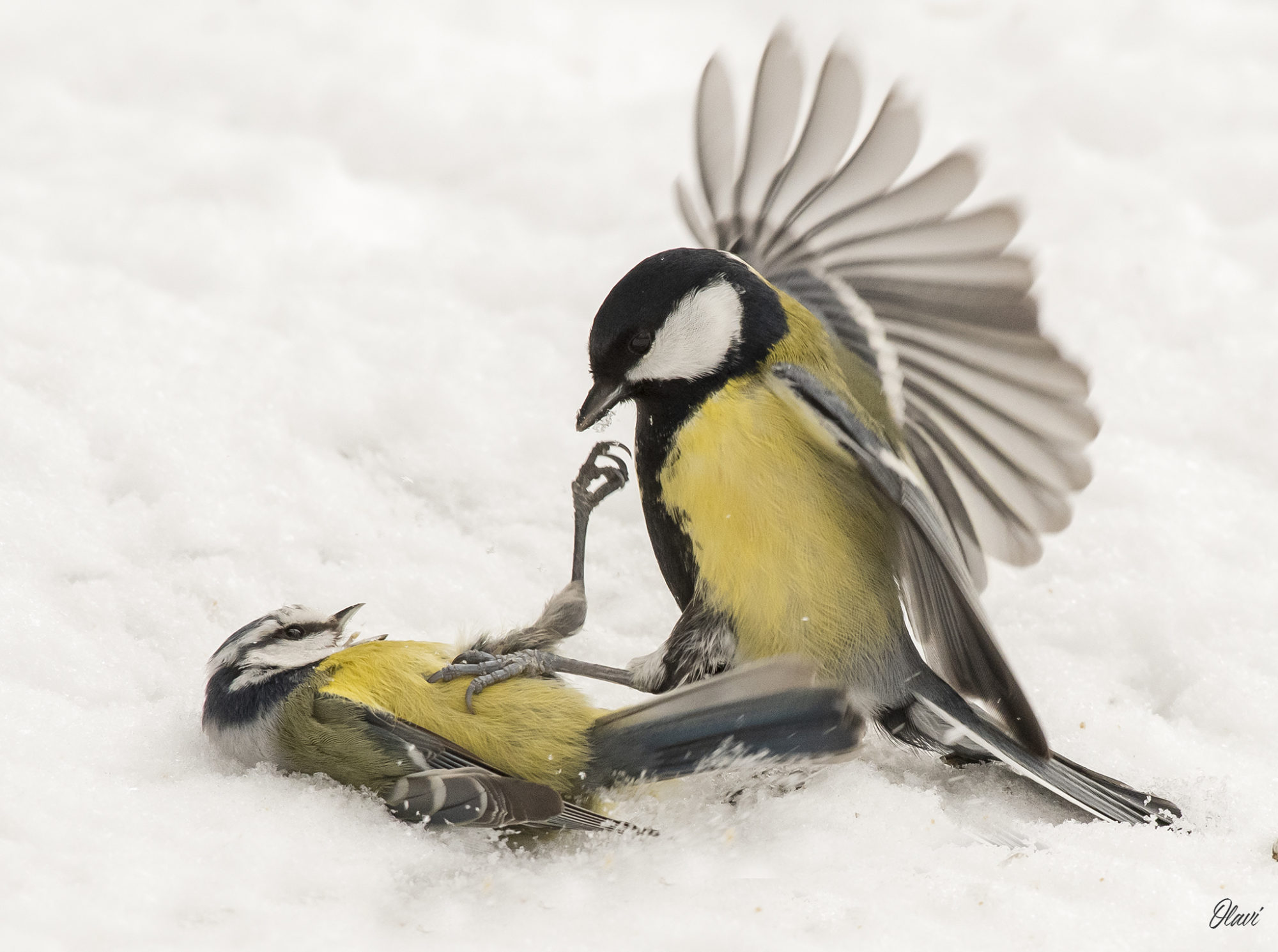 Valokuvaaja: Olavi Kangas