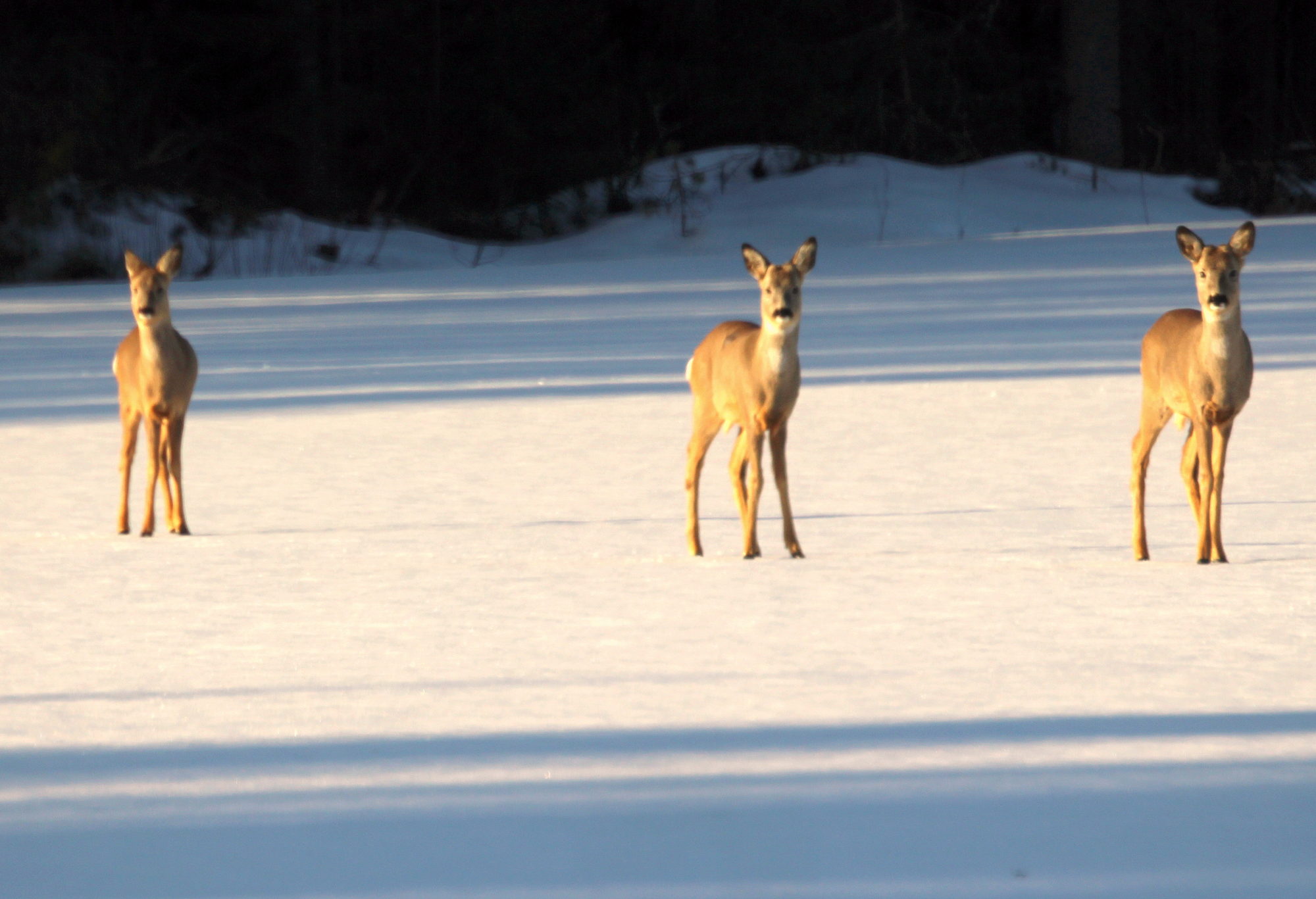 Valokuvaaja: sirpa jyske
