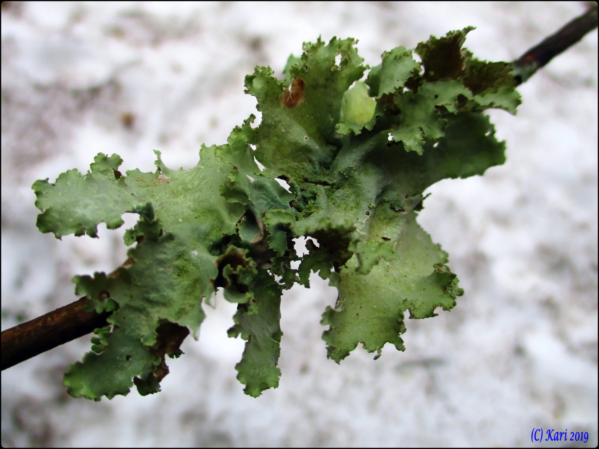 Valokuvaaja: Kari Saarinen Valokuvaaja: Kari Saarinen