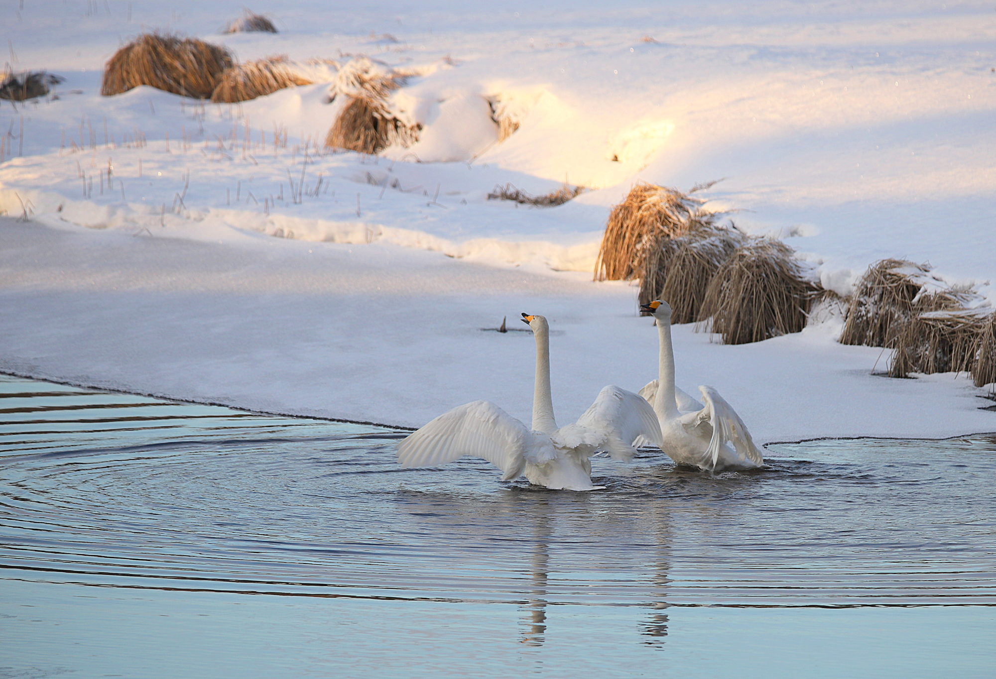 Valokuvaaja: sirpa jyske Valokuvaaja: sirpa jyske