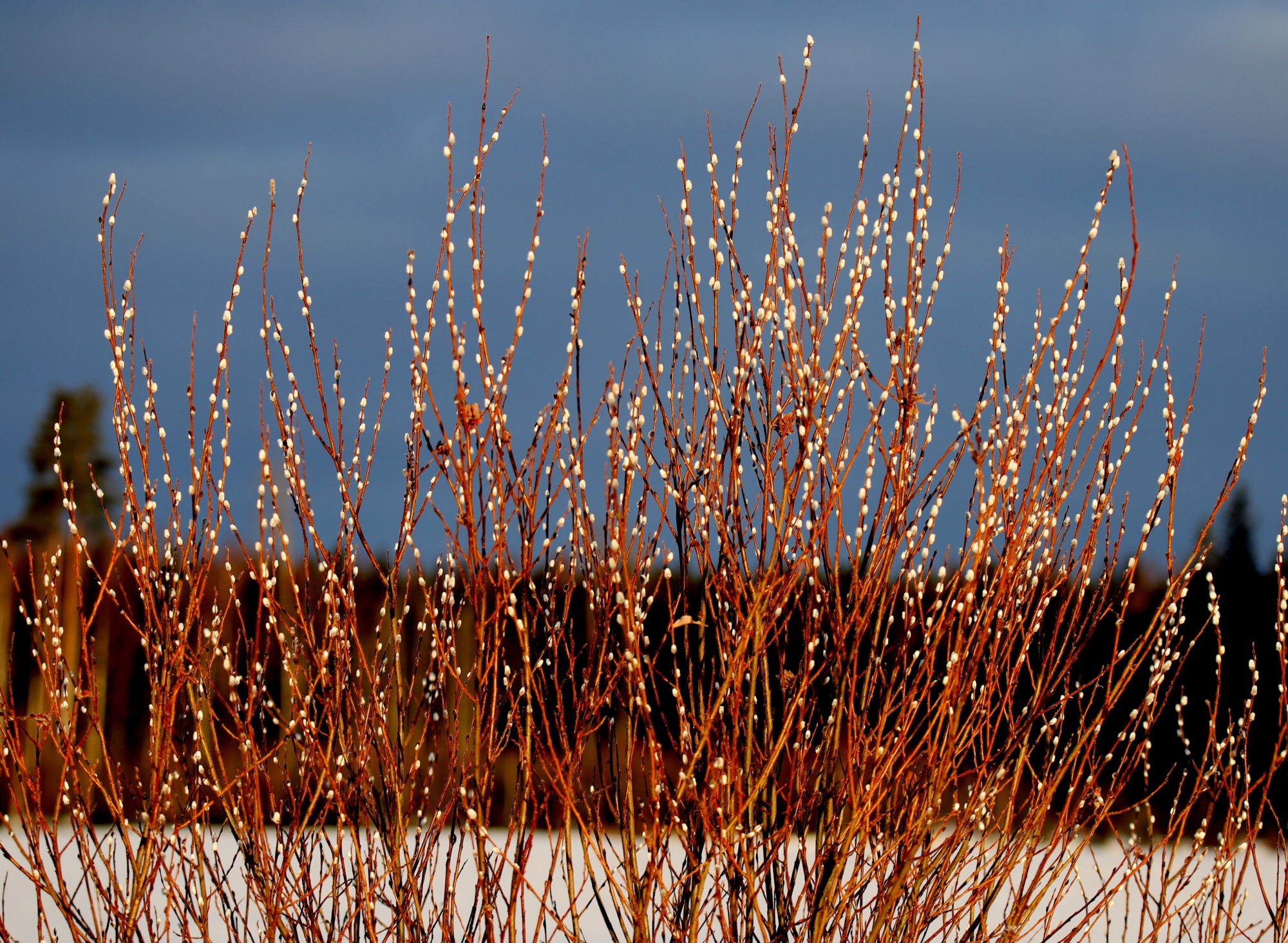 Valokuvaaja: sirpa jyske