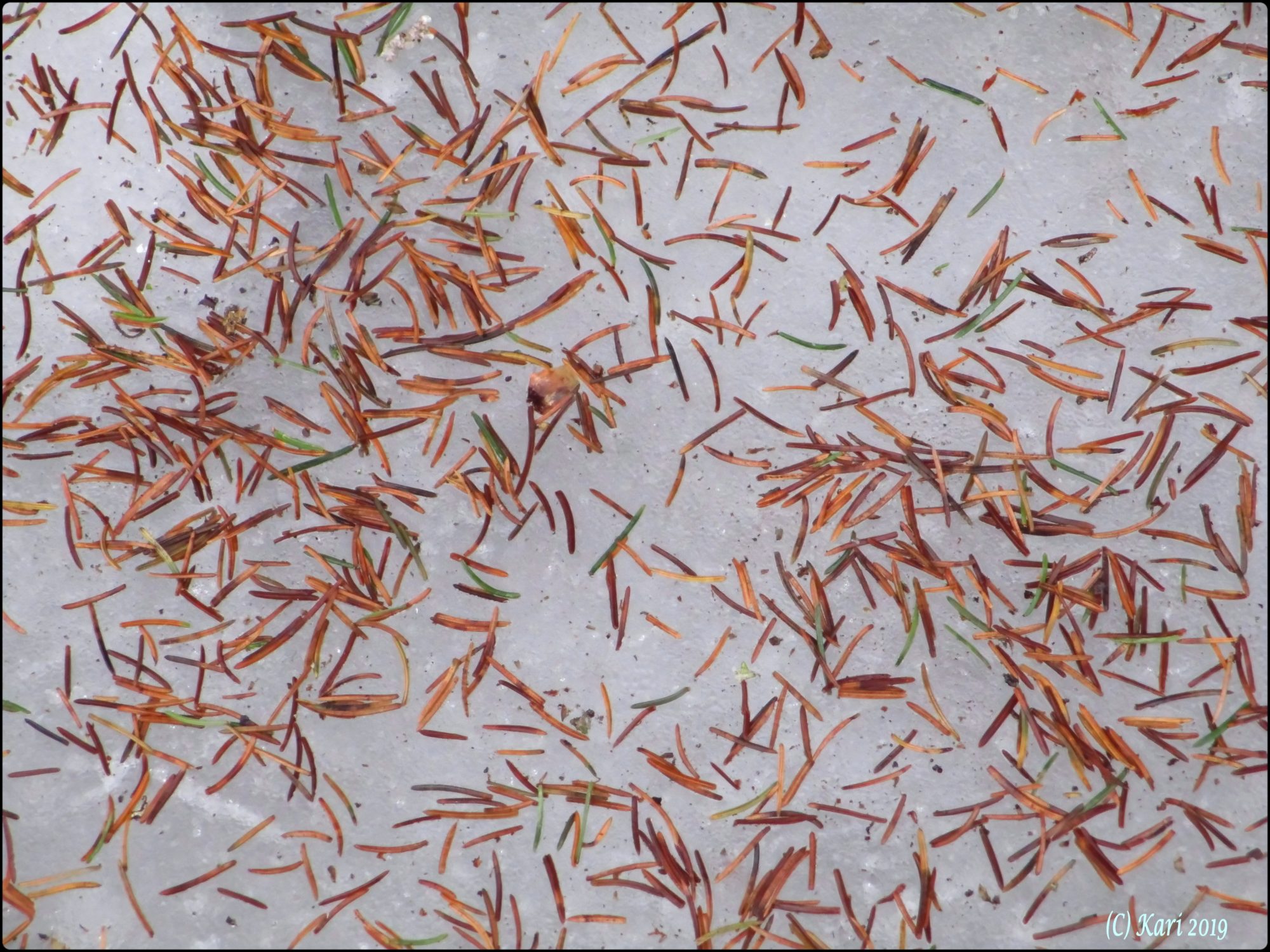 Valokuvaaja: Kari Saarinen