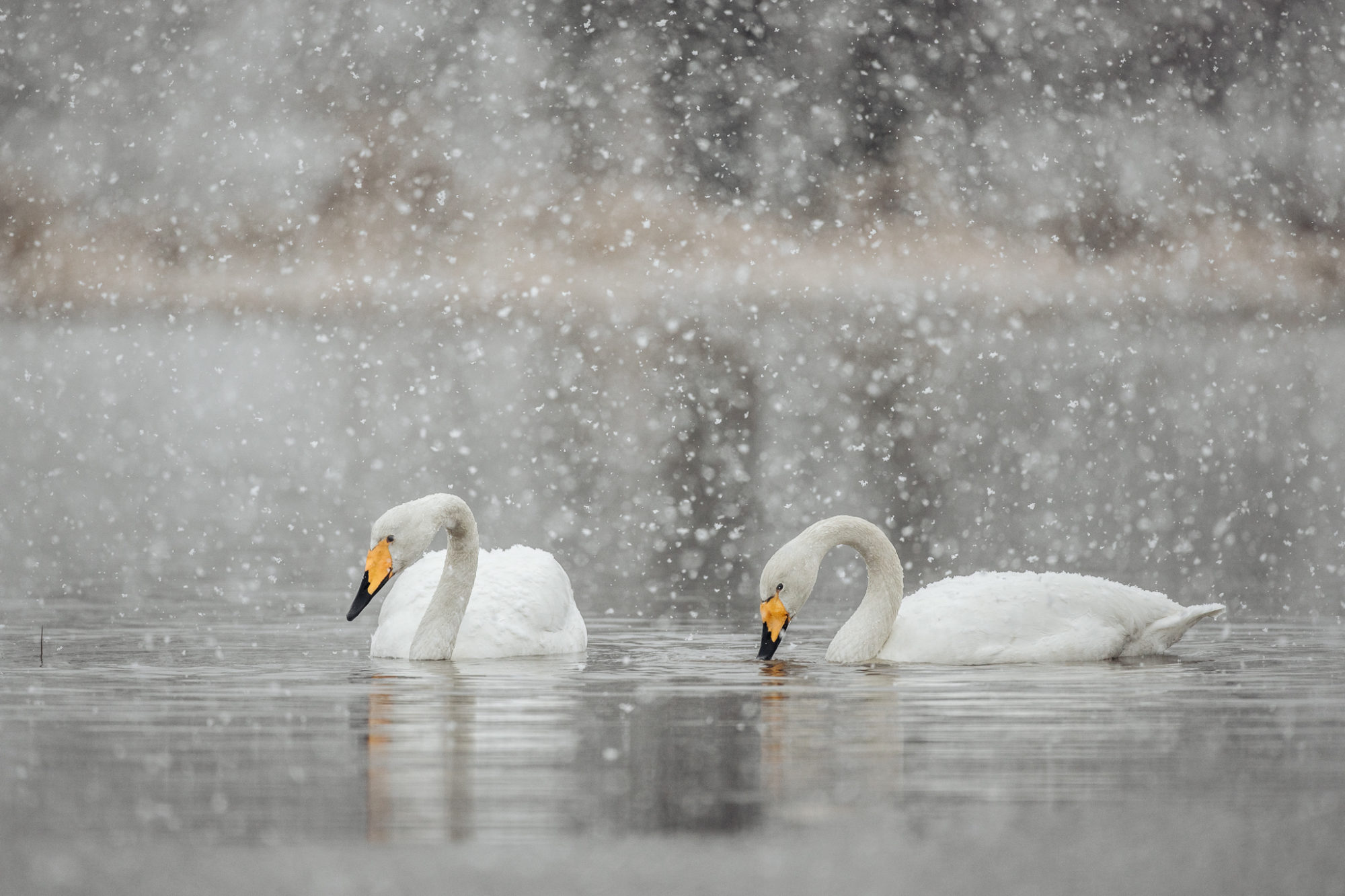 Valokuvaaja: Satu Mali