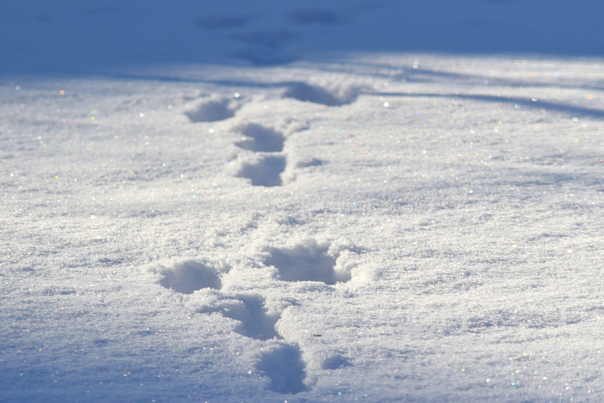 Valokuvaaja: Kaarlo Asikainen