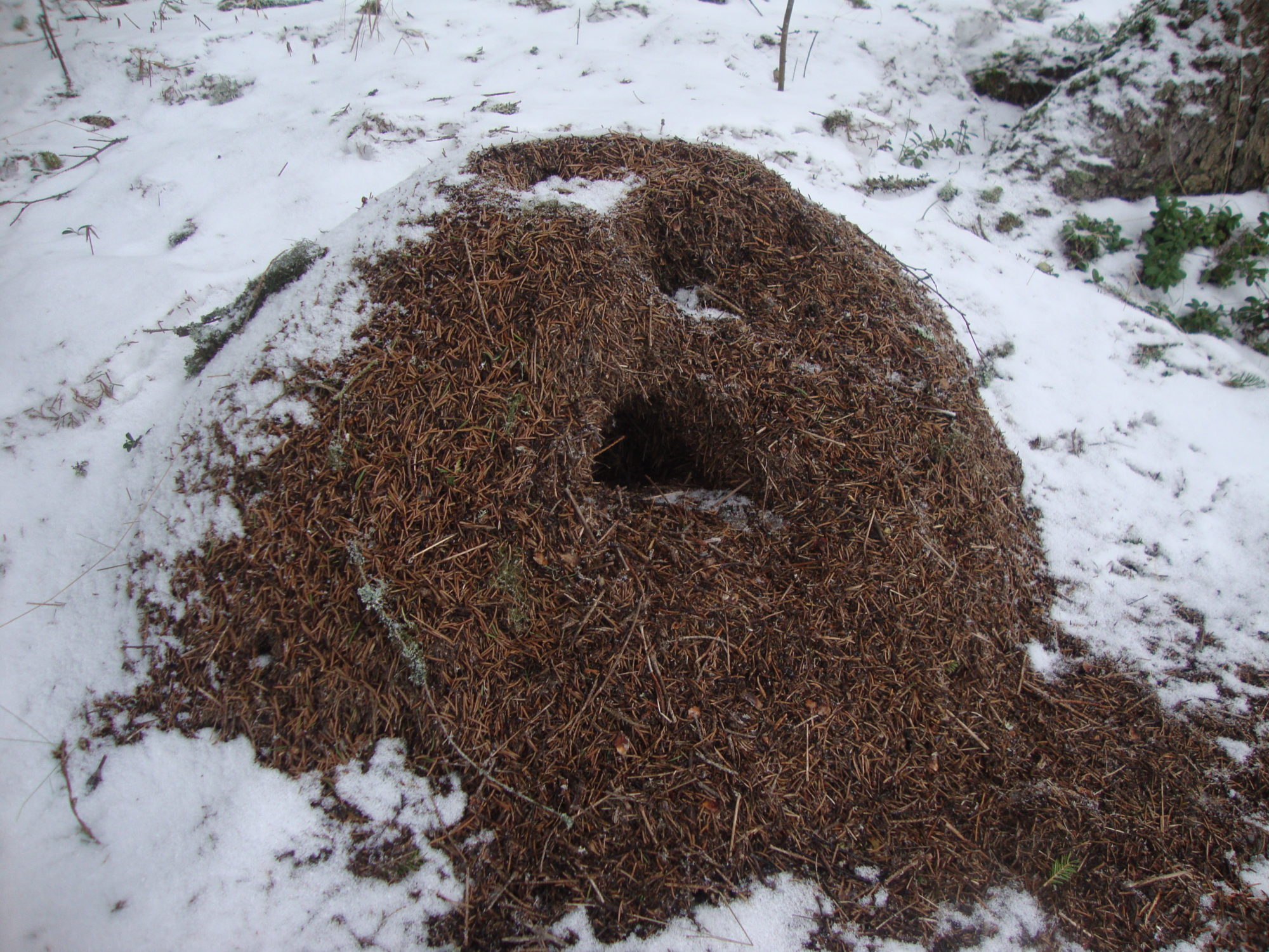 Valokuvaaja: Anja Mustamaa