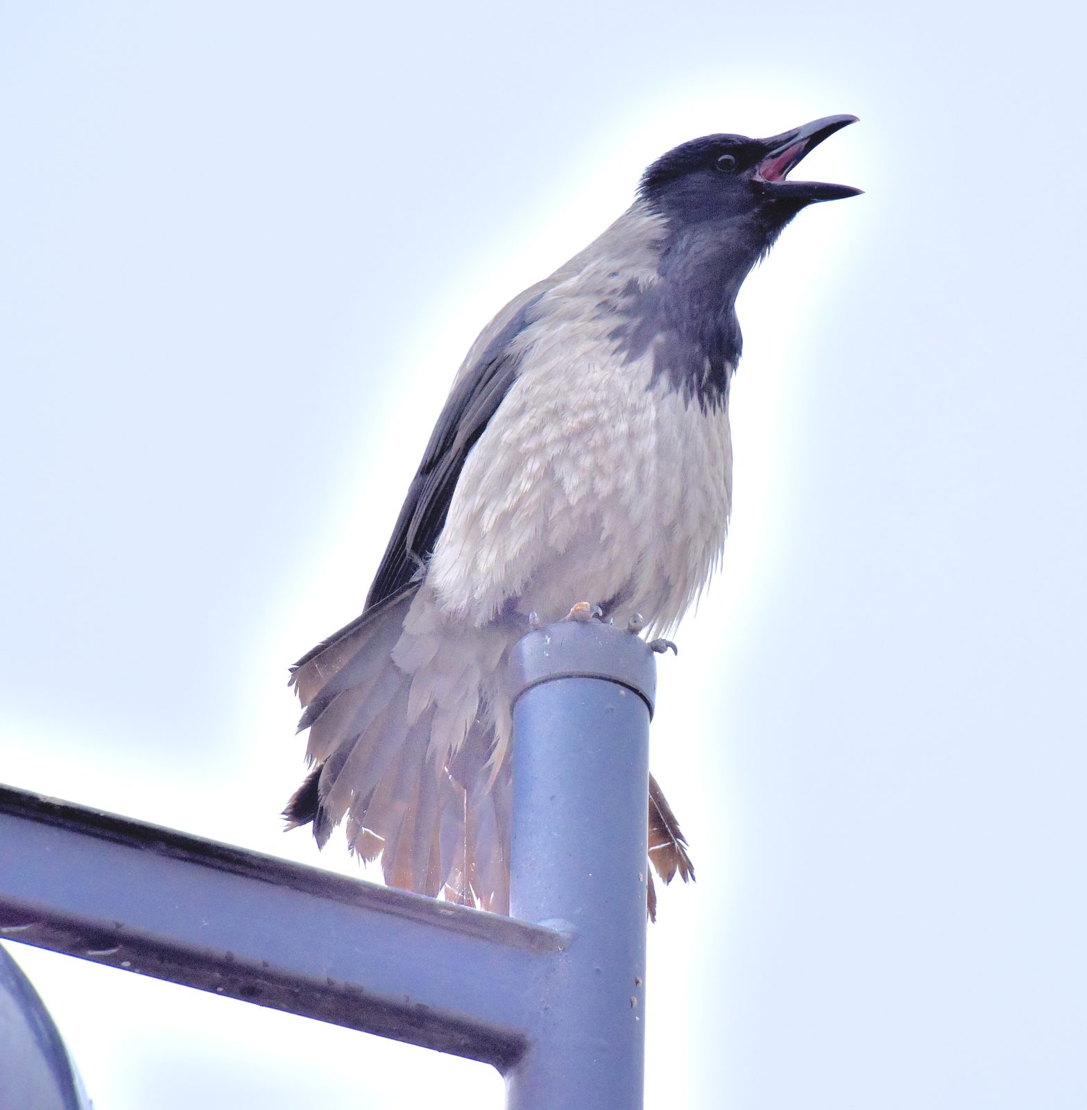 Valokuvaaja: Reijo Juurinen