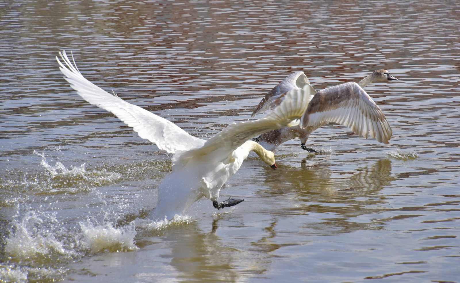 Valokuvaaja: Reijo Juurinen Valokuvaaja: Reijo Juurinen