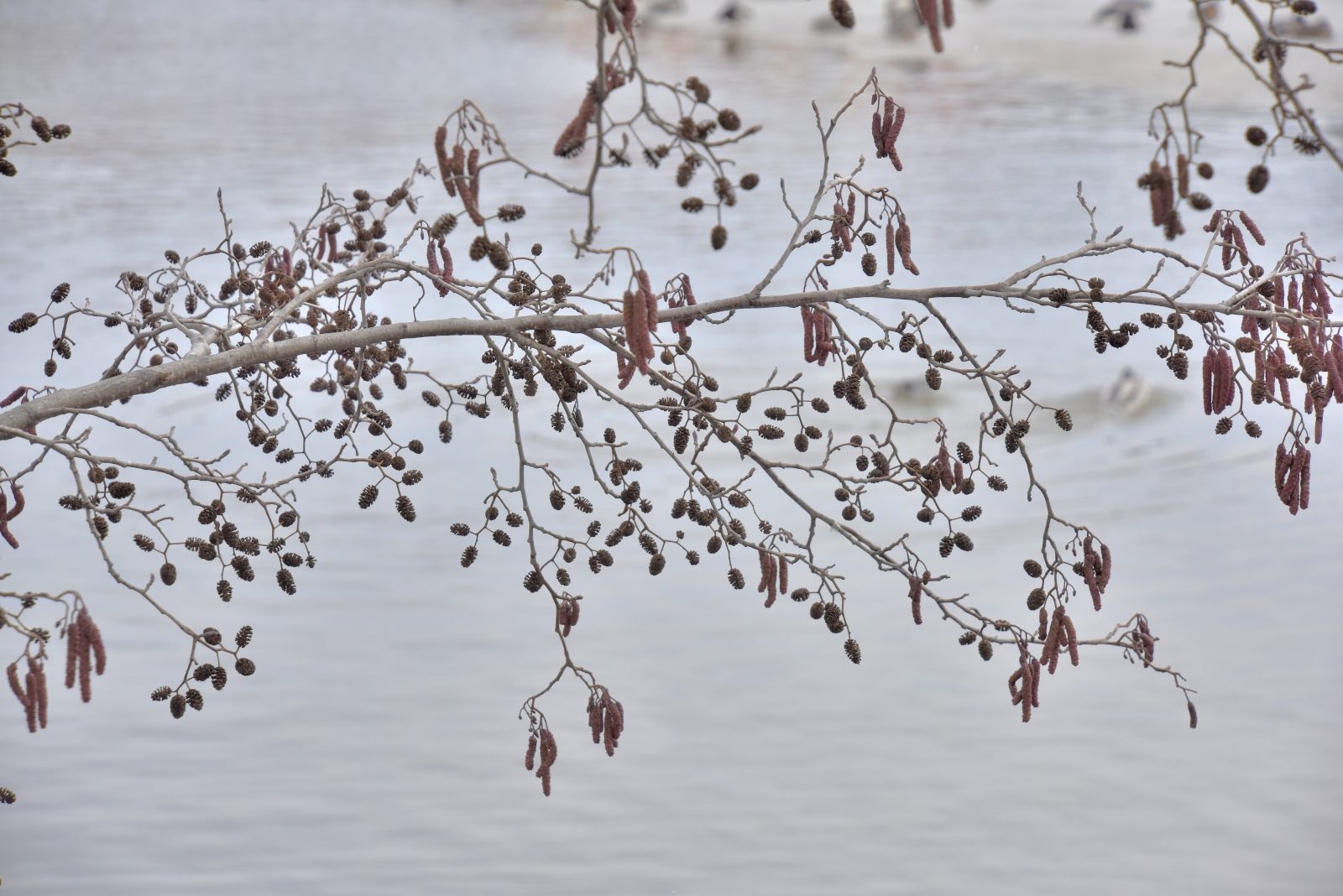 Valokuvaaja: Reijo Juurinen