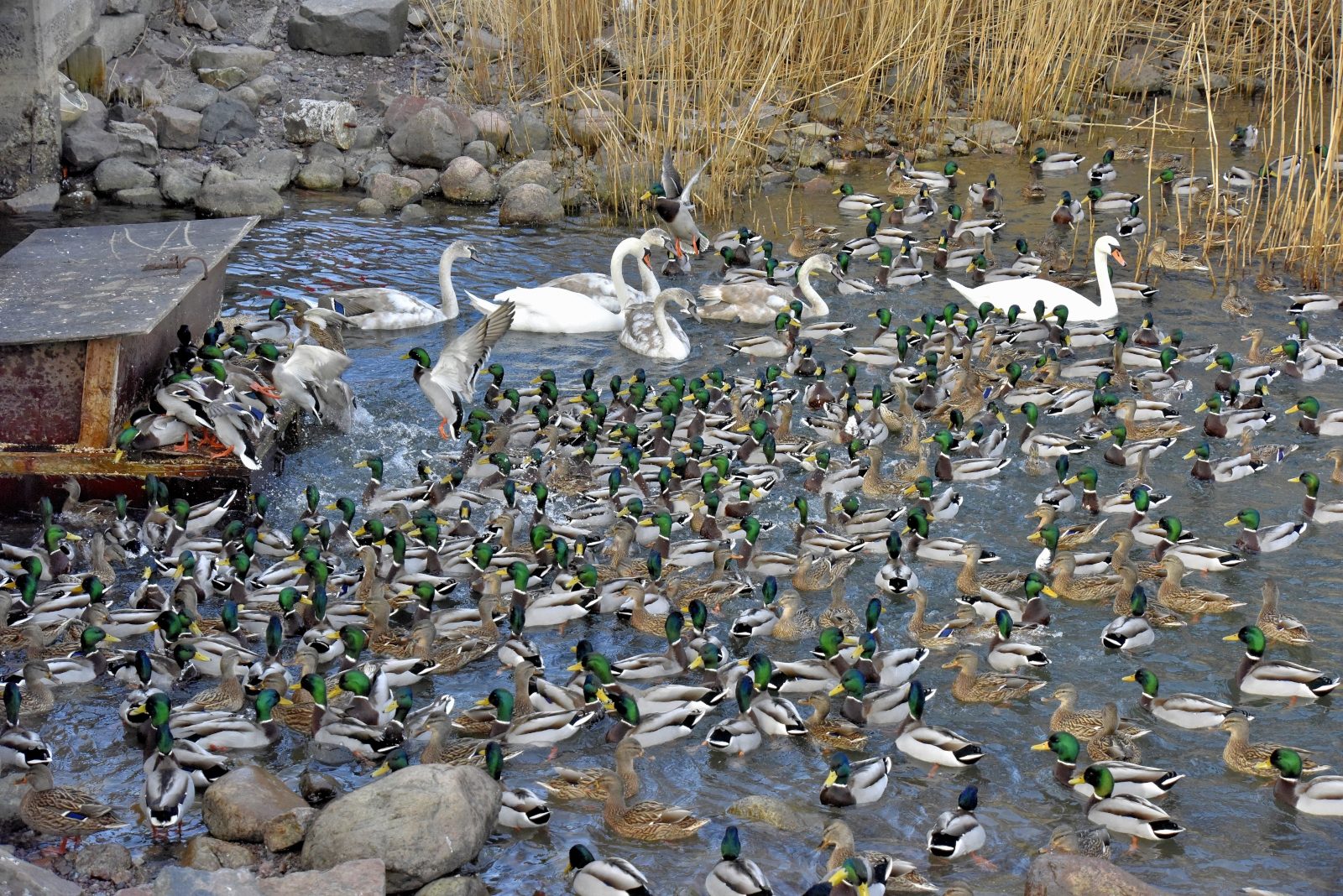 Valokuvaaja: Reijo Juurinen