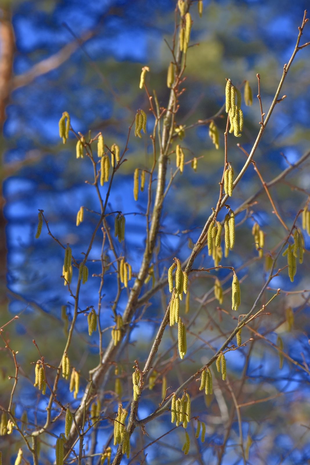 Valokuvaaja: Reijo Juurinen