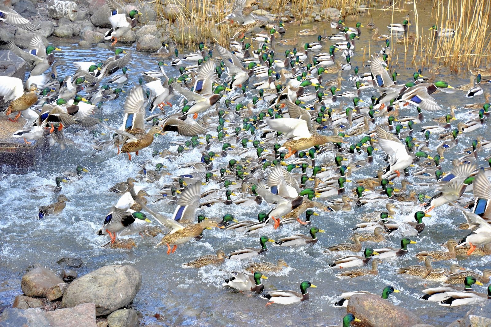 Valokuvaaja: Reijo Juurinen