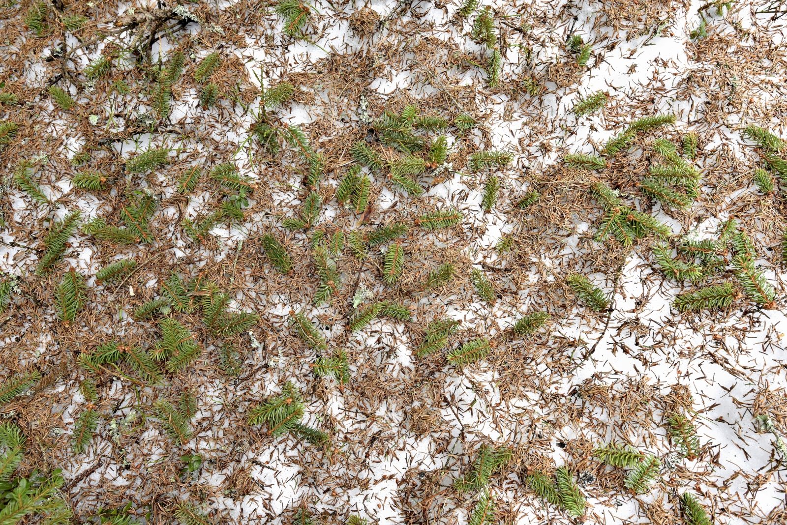 Valokuvaaja: Reijo Juurinen