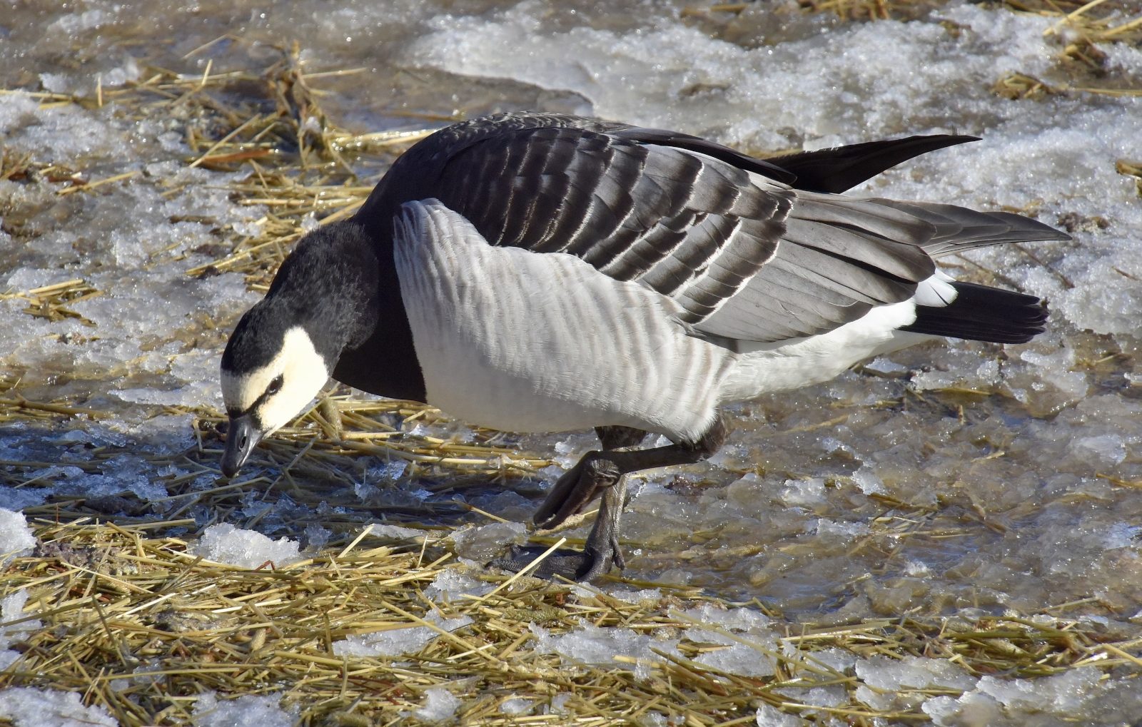 Valokuvaaja: Reijo Juurinen