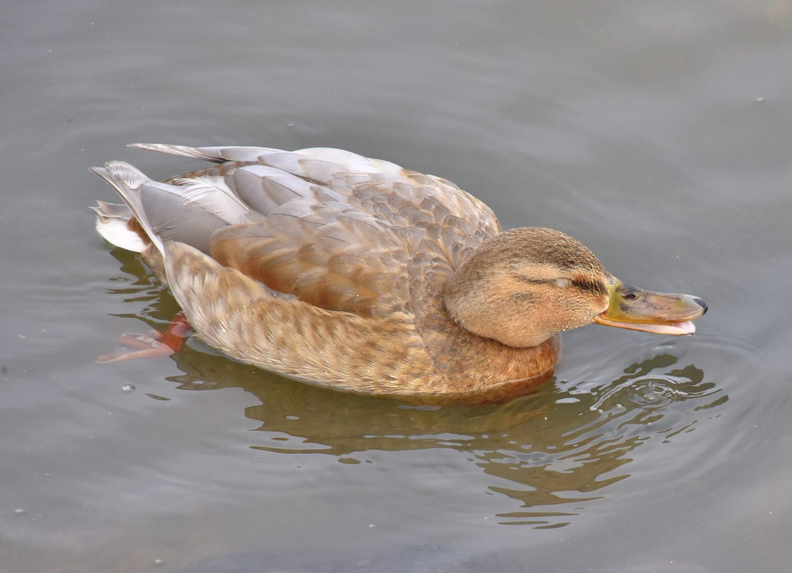 Valokuvaaja: Reijo Juurinen