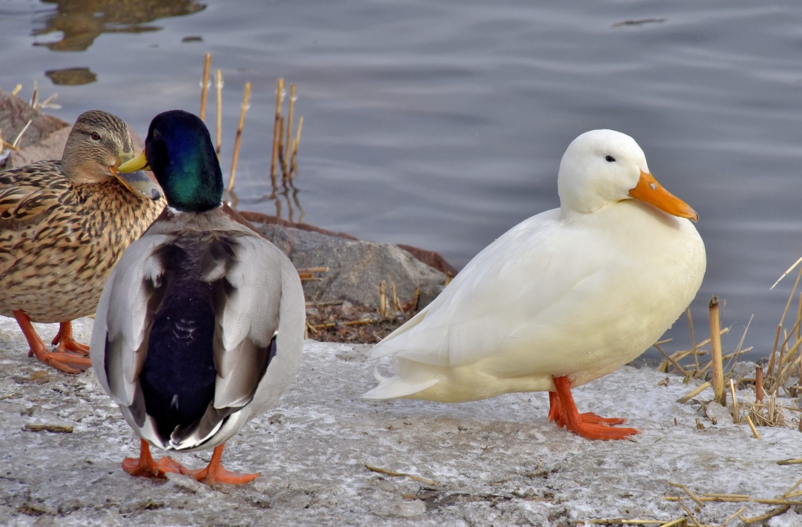 Valokuvaaja: Reijo Juurinen