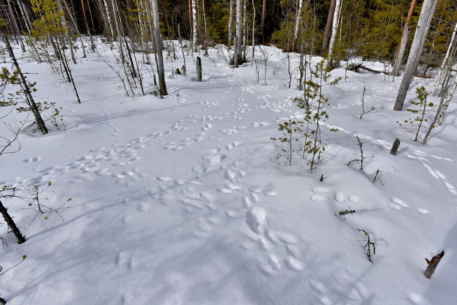 Valokuvaaja: Reijo Juurinen