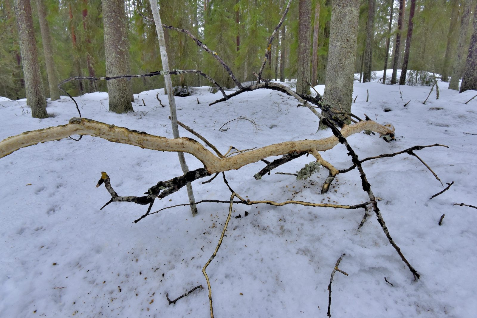 Valokuvaaja: Reijo Juurinen