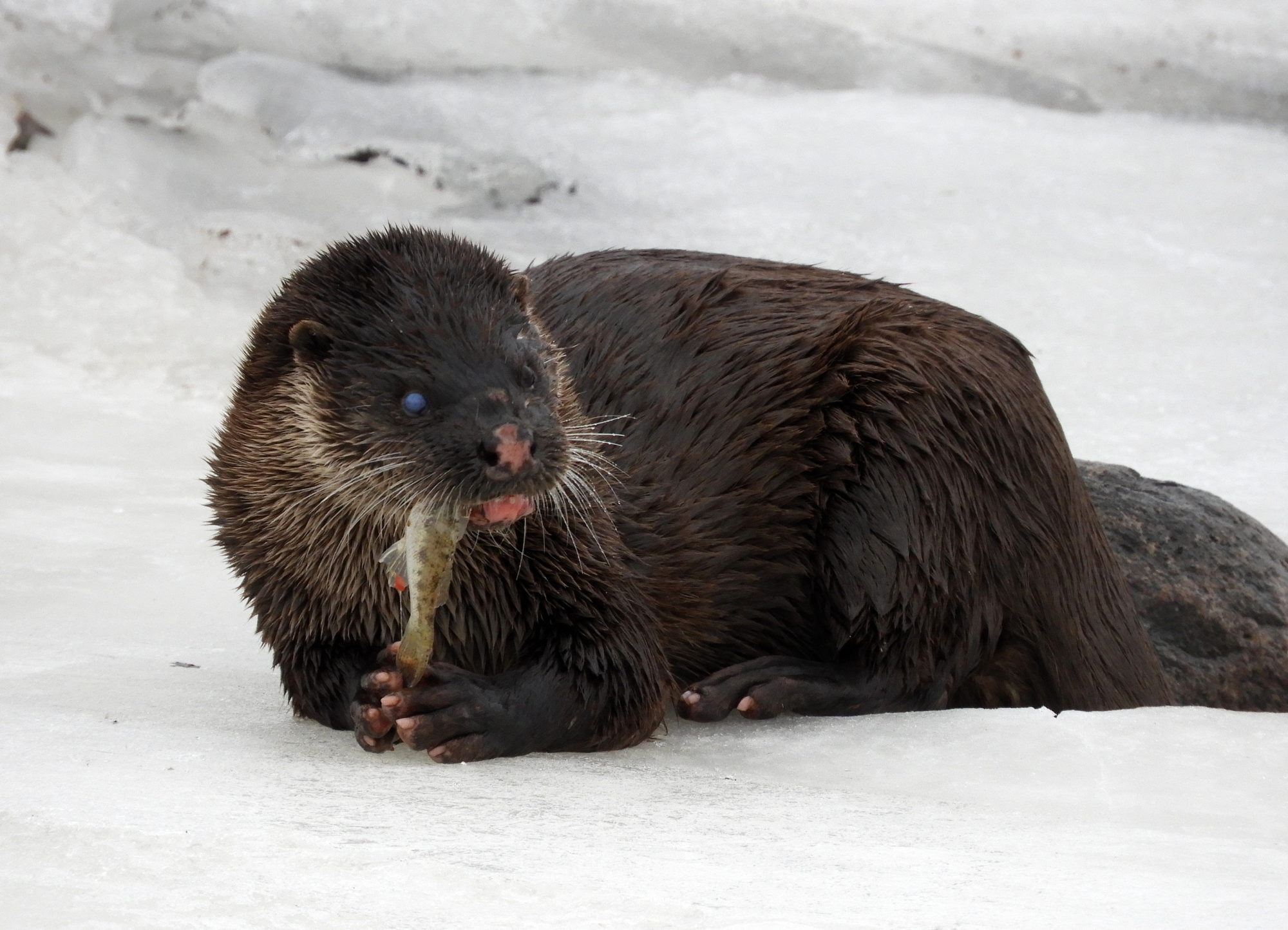 Valokuvaaja: Lissu Kaivolehto