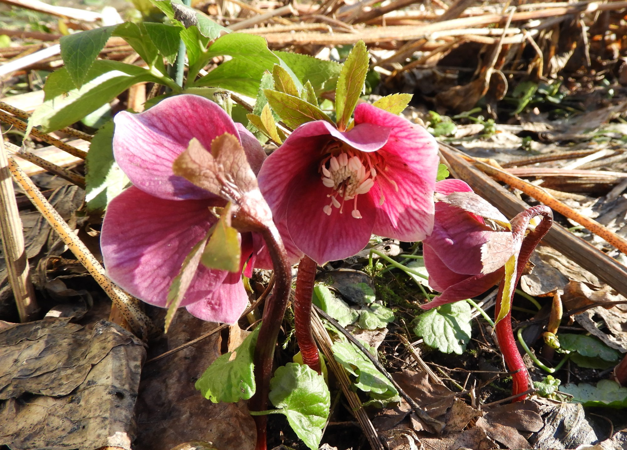 Valokuvaaja: Lissu Kaivolehto