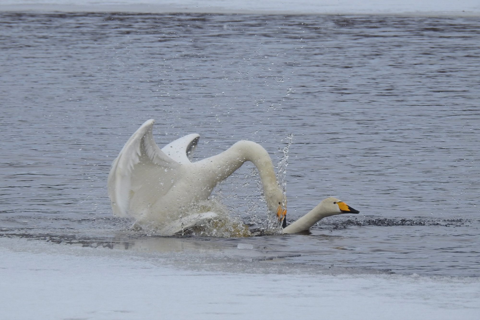 Valokuvaaja: Maarit Siitonen