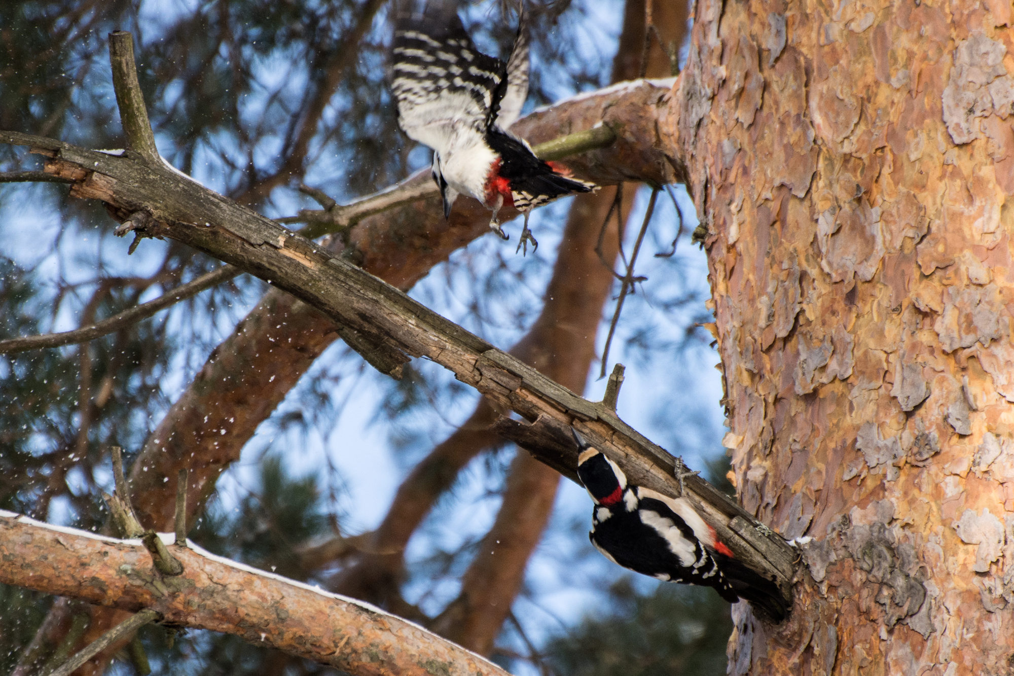 Valokuvaaja: Paavo Siukonen