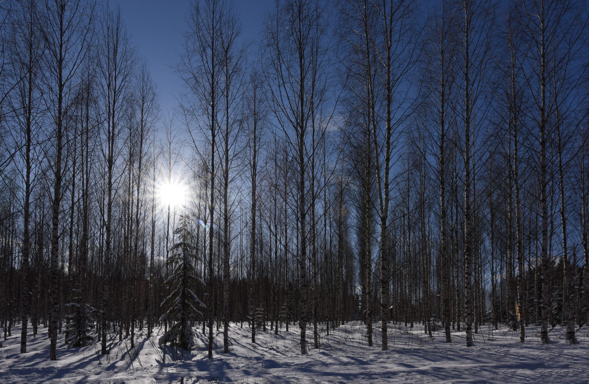 Valokuvaaja: Maija Savolainen Valokuvaaja: Maija Savolainen