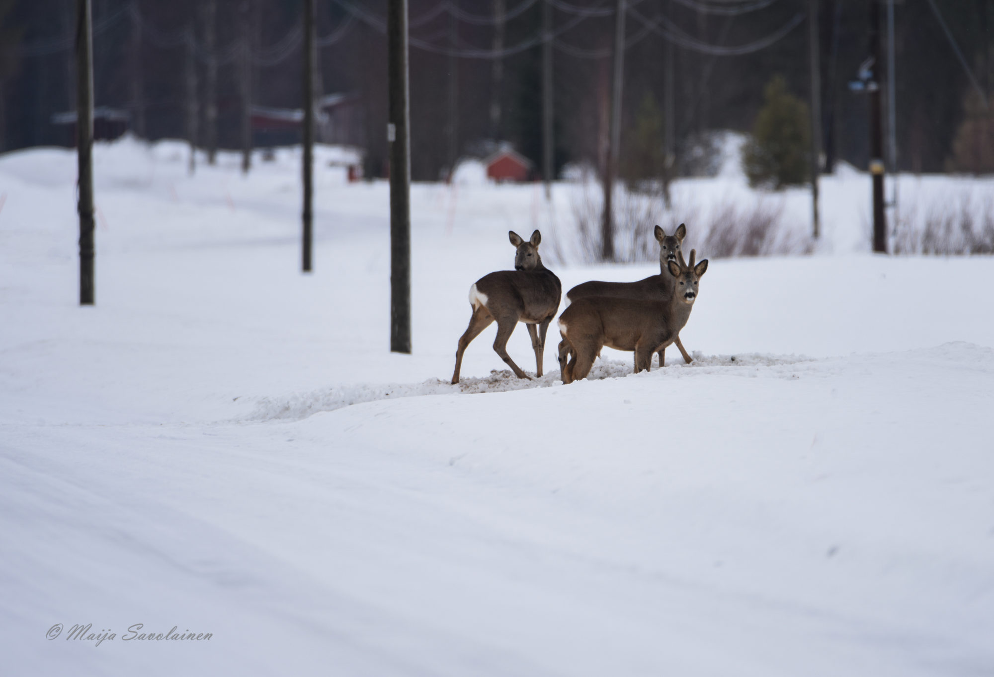 Valokuvaaja: Maija Savolainen