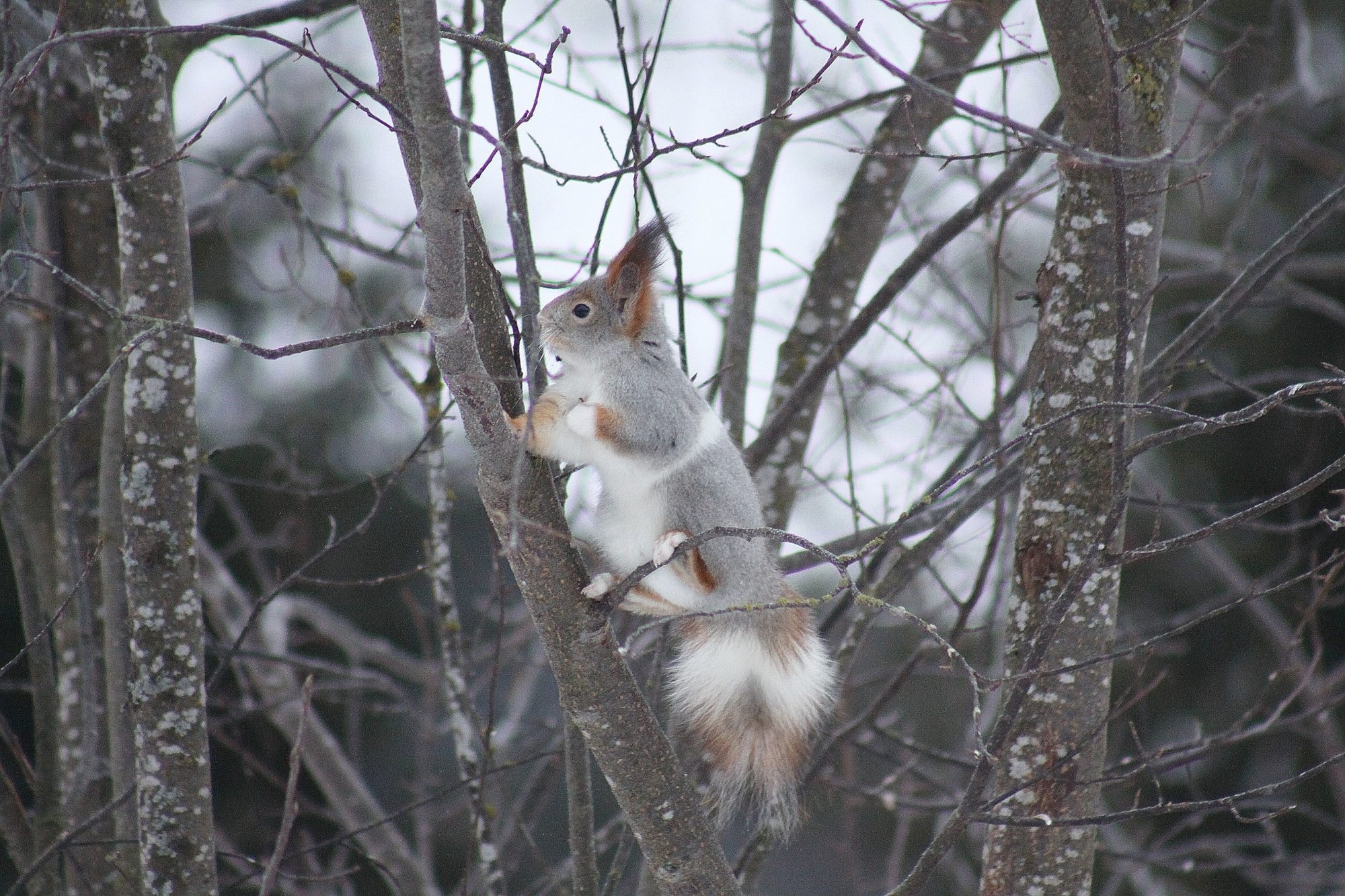 Valokuvaaja: Pirkko Siukonen