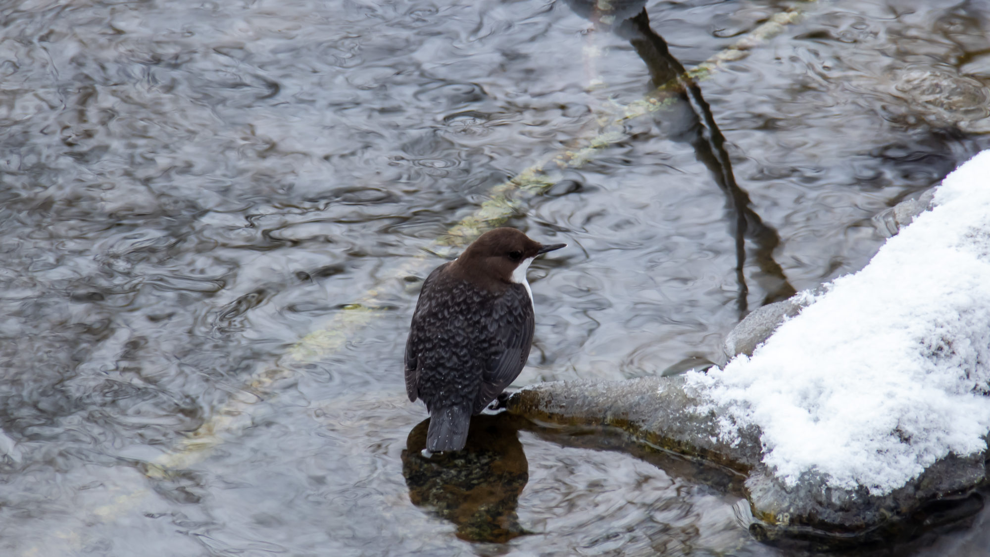 Valokuvaaja: Ari Tapaninen