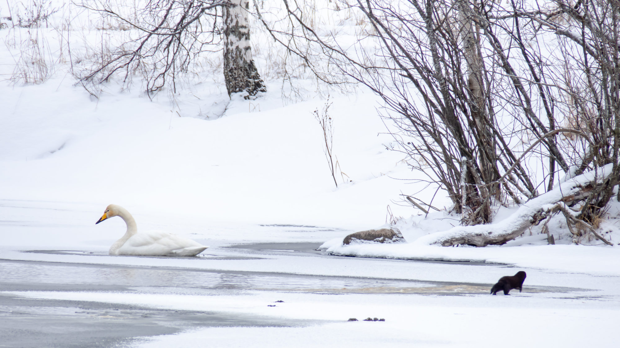 Valokuvaaja: Ari Tapaninen