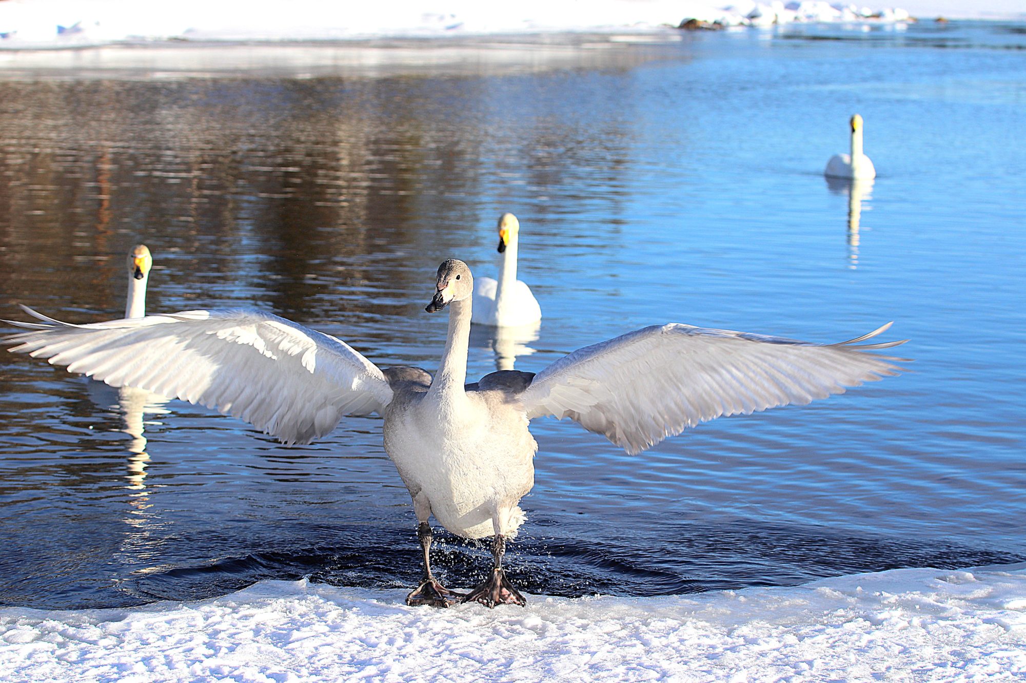 Valokuvaaja: Irja Lehtinen