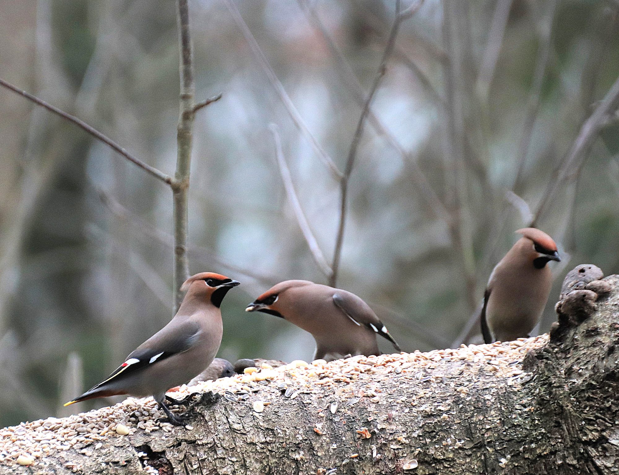 Valokuvaaja: Irja Lehtinen