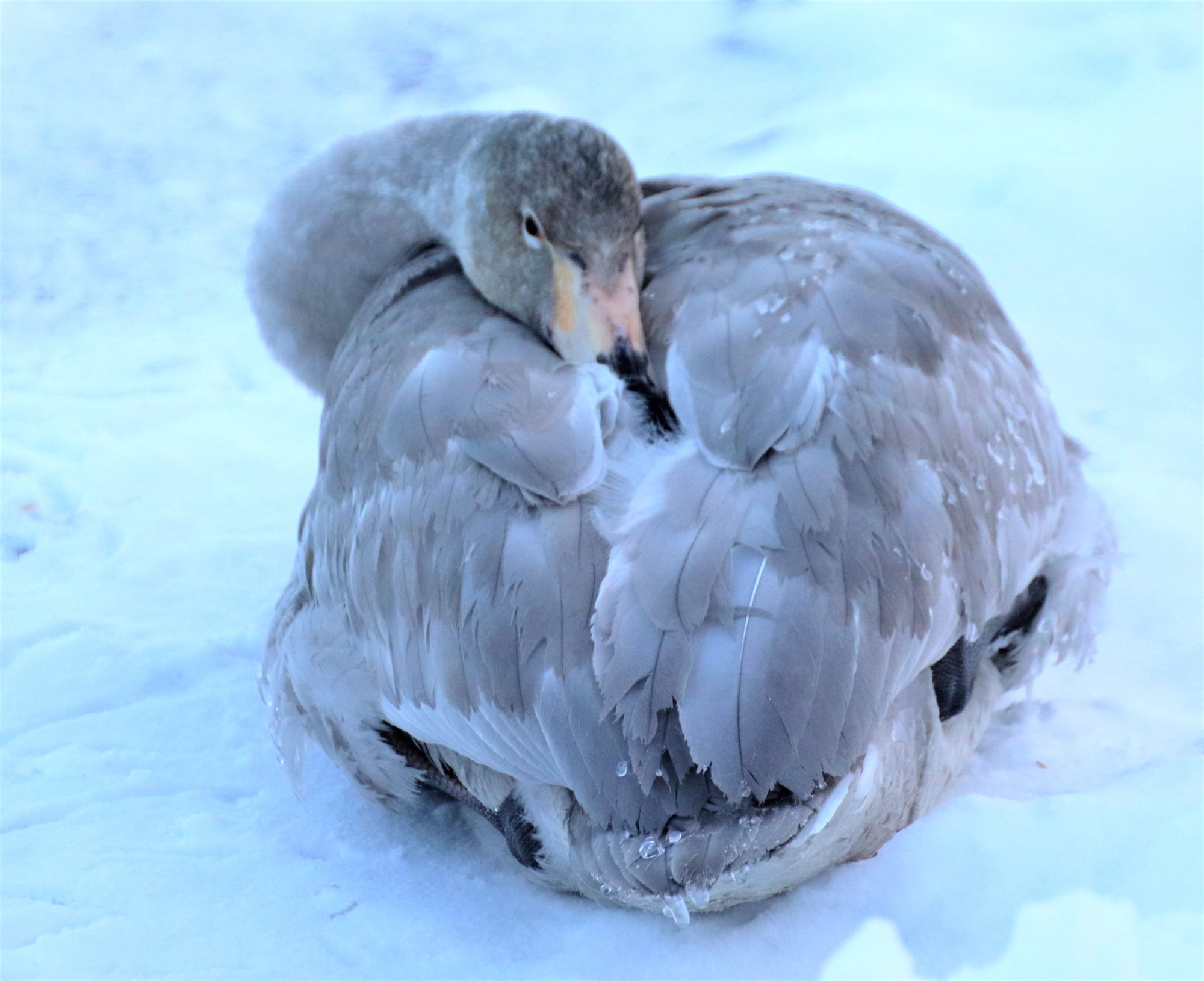 Valokuvaaja: Irja Lehtinen