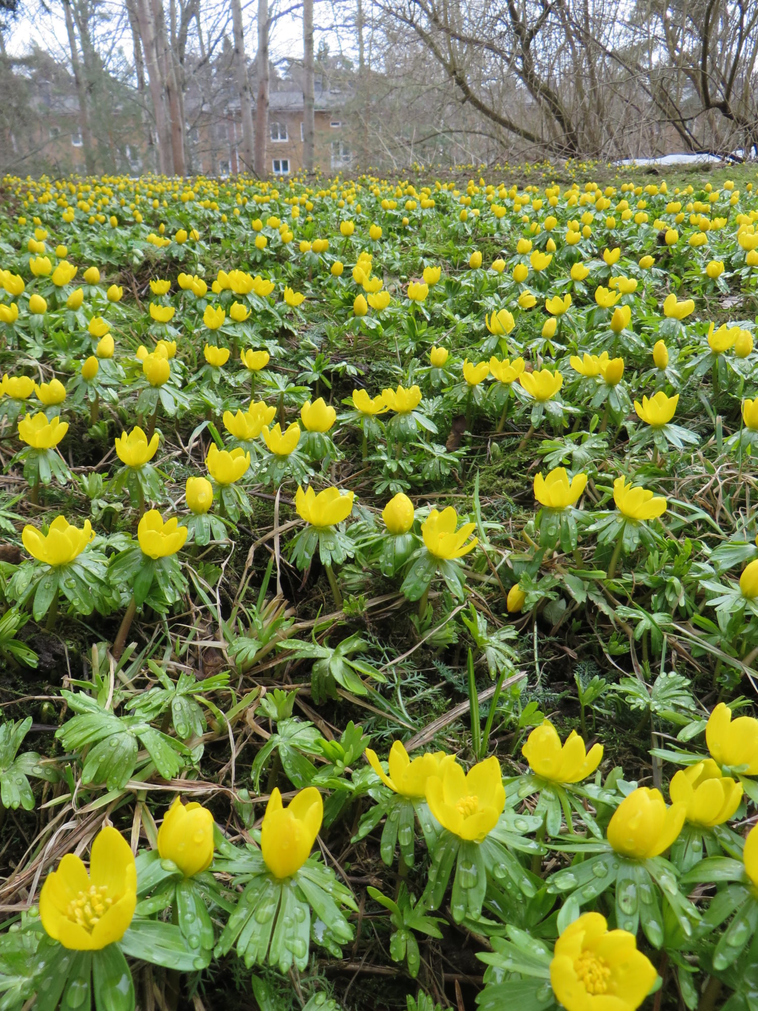 Valokuvaaja: Lissu Kaivolehto