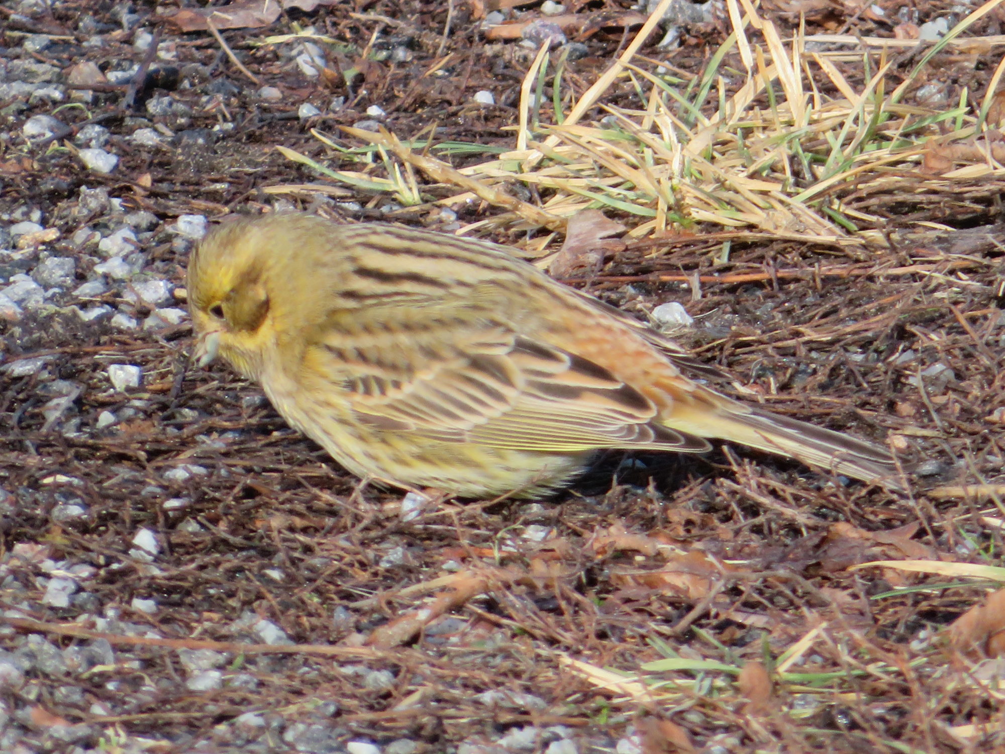 Valokuvaaja: Risto Kangassalo