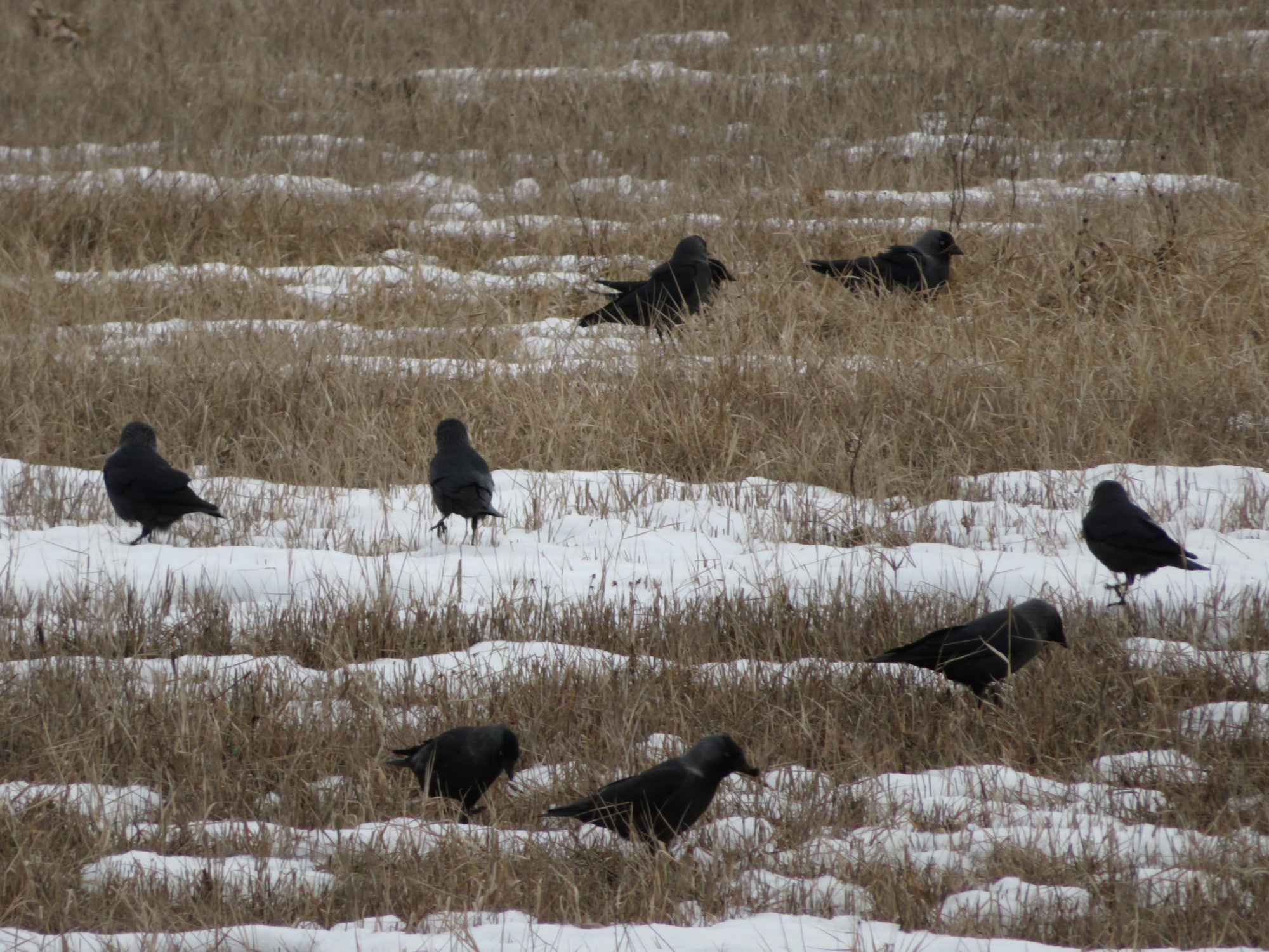 Valokuvaaja: Risto Kangassalo