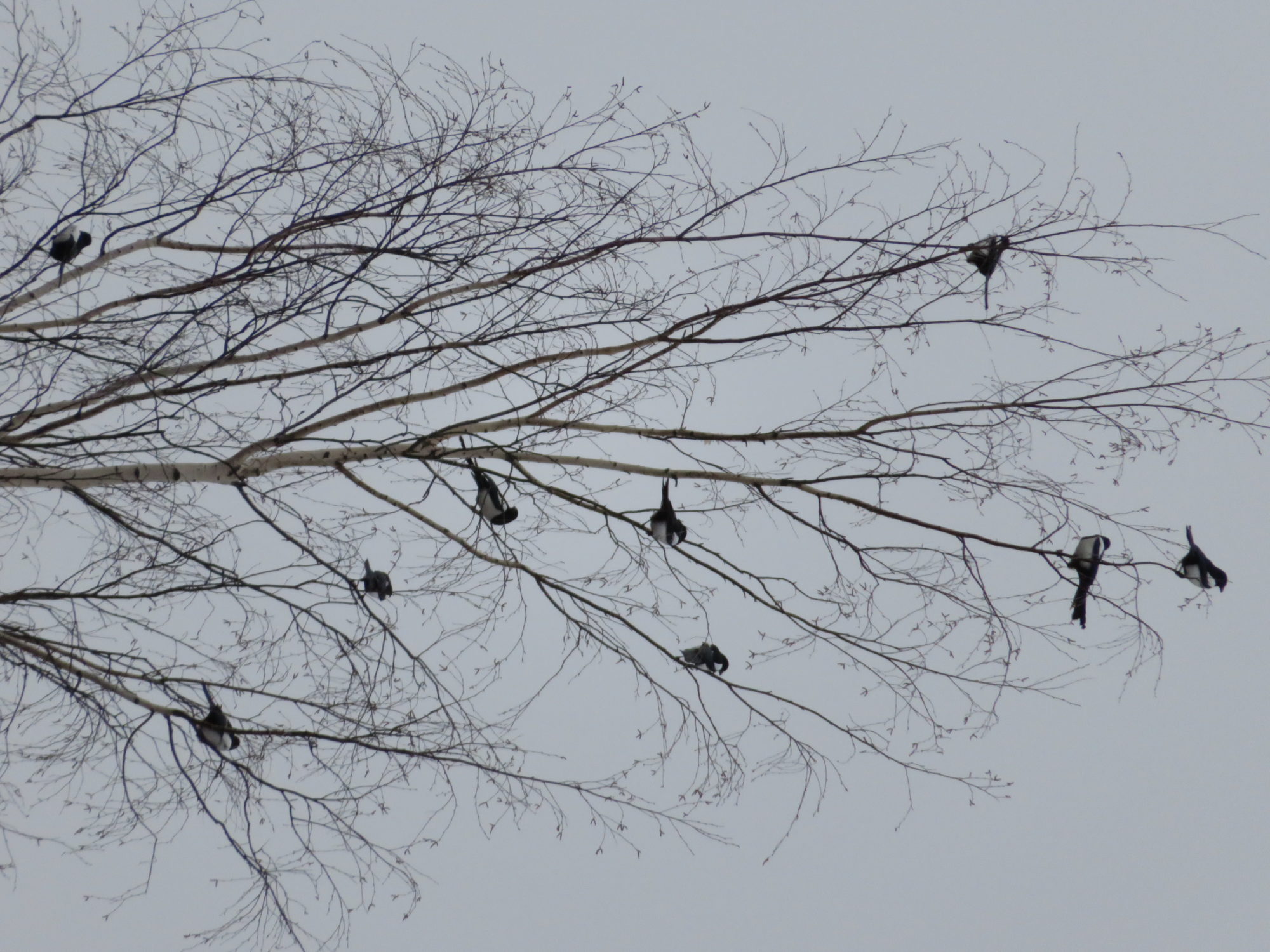 Valokuvaaja: Risto Kangassalo