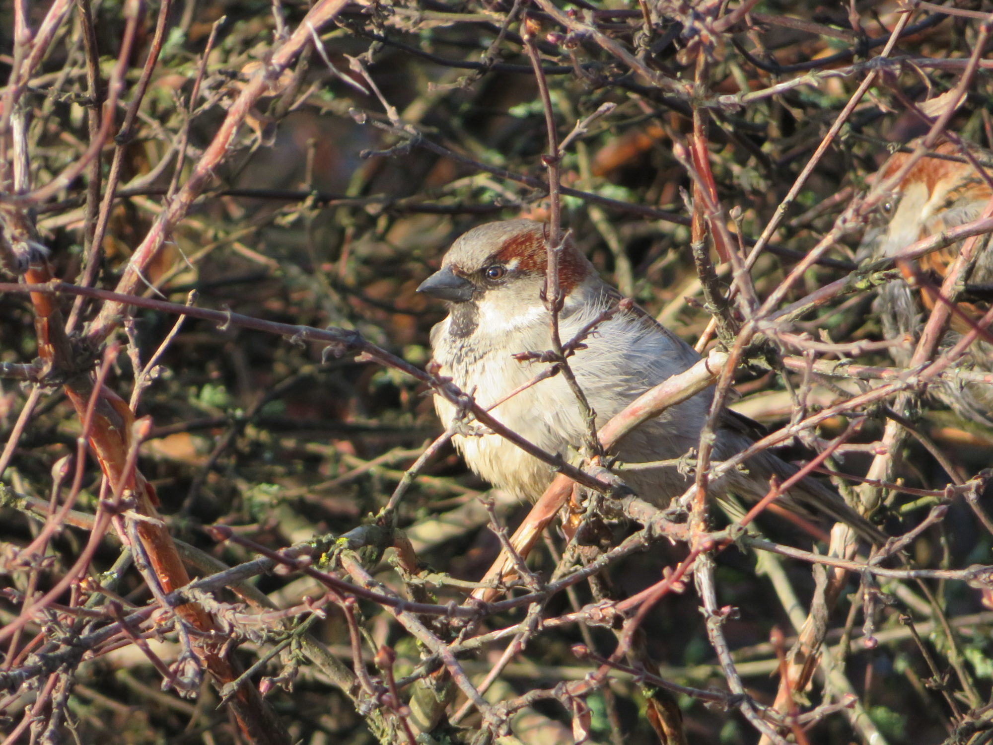 Valokuvaaja: Risto Kangassalo